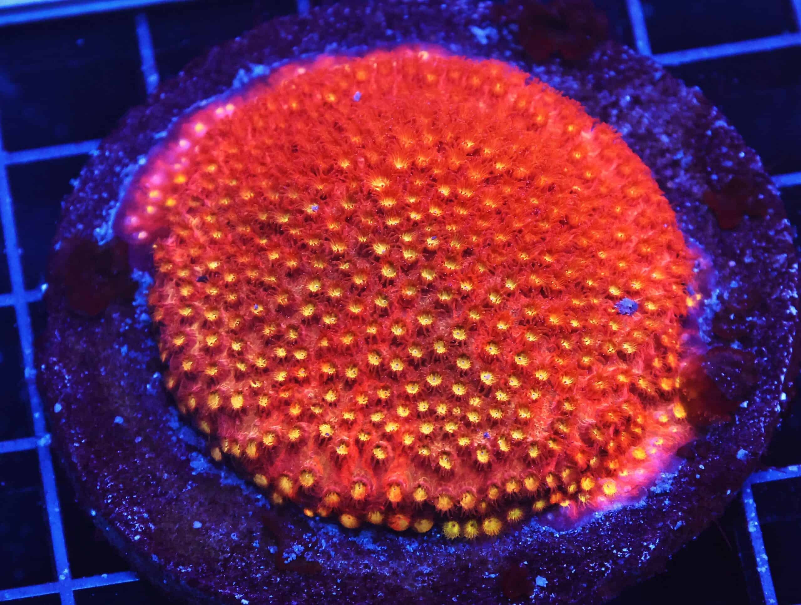 B27 -INDO BRIGHT ORANGE GRAFTED CYPHASTREA