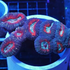 B31 -INDO FIRE AND ICE LOBO