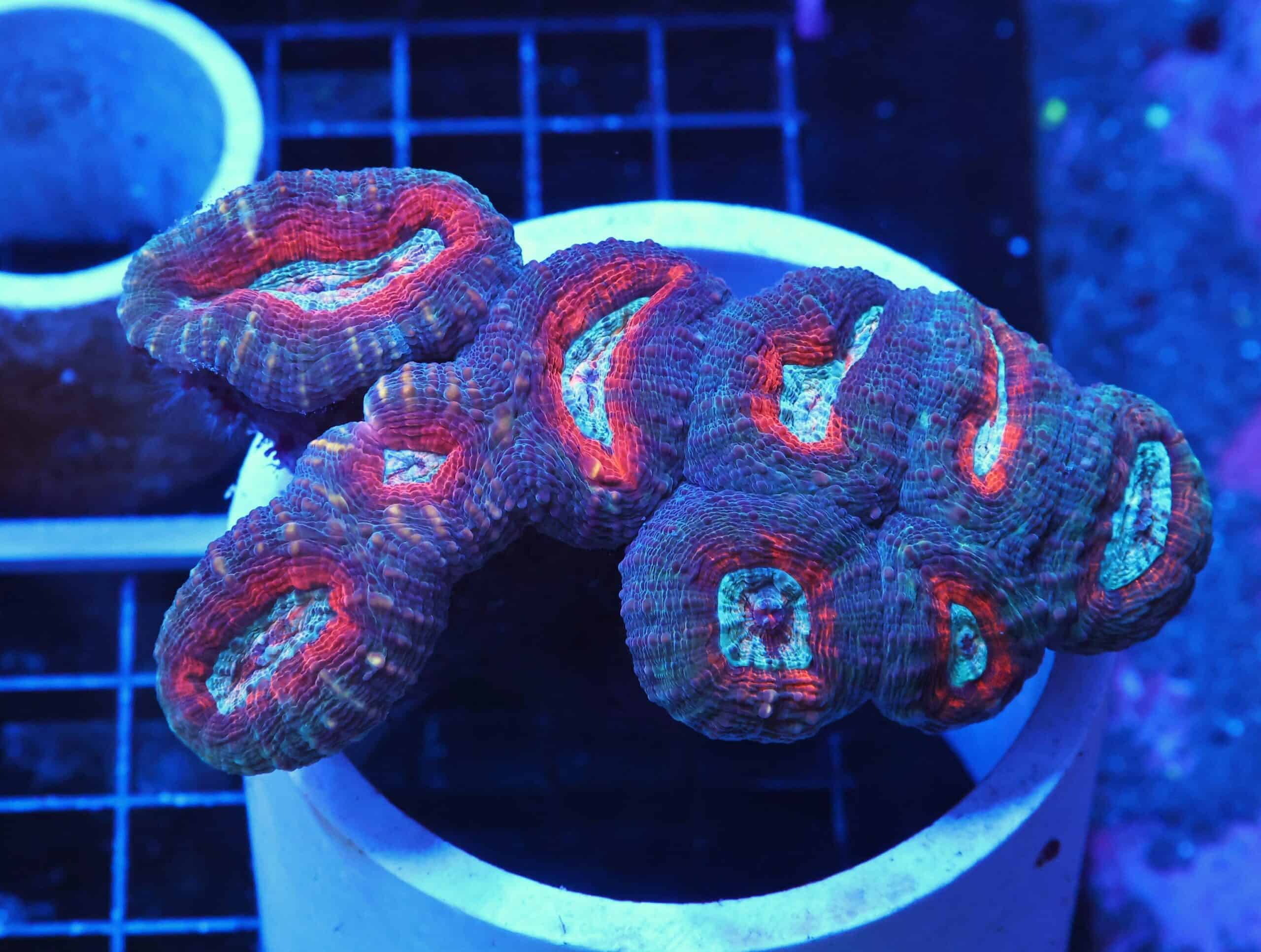 B31 -INDO FIRE AND ICE LOBO