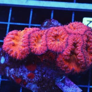 B32 -INDO SUNSET BLASTO