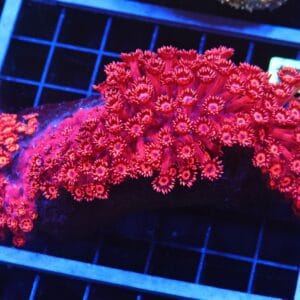 B34 -INDO RED HOT GONIOPORA