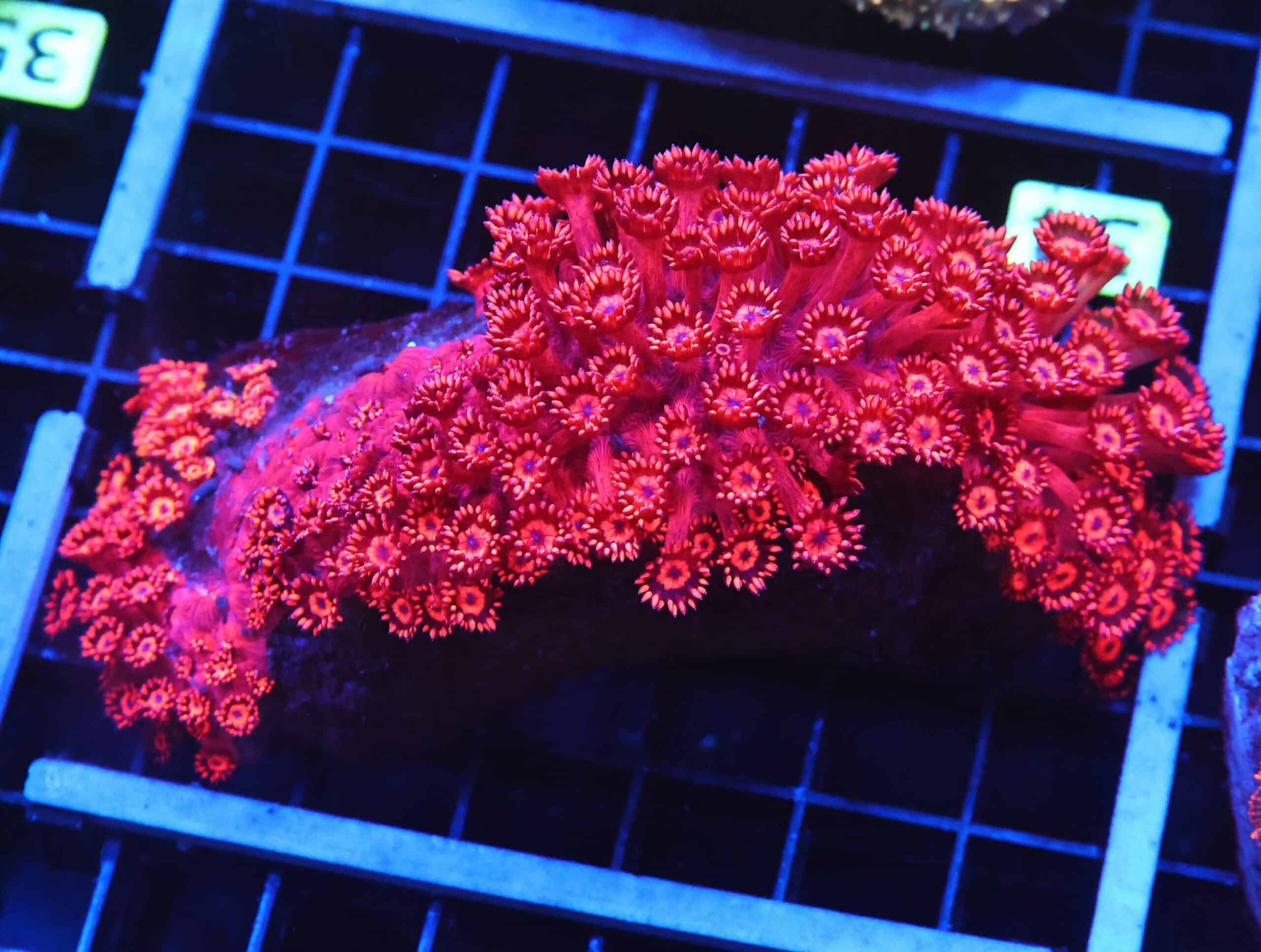 B34 -INDO RED HOT GONIOPORA