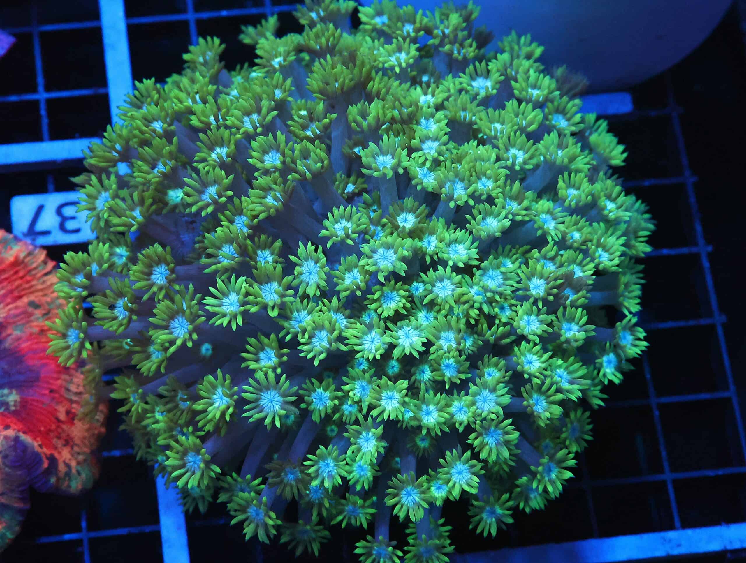 B36 -INDO TOXIC GREEN GONIOPORA