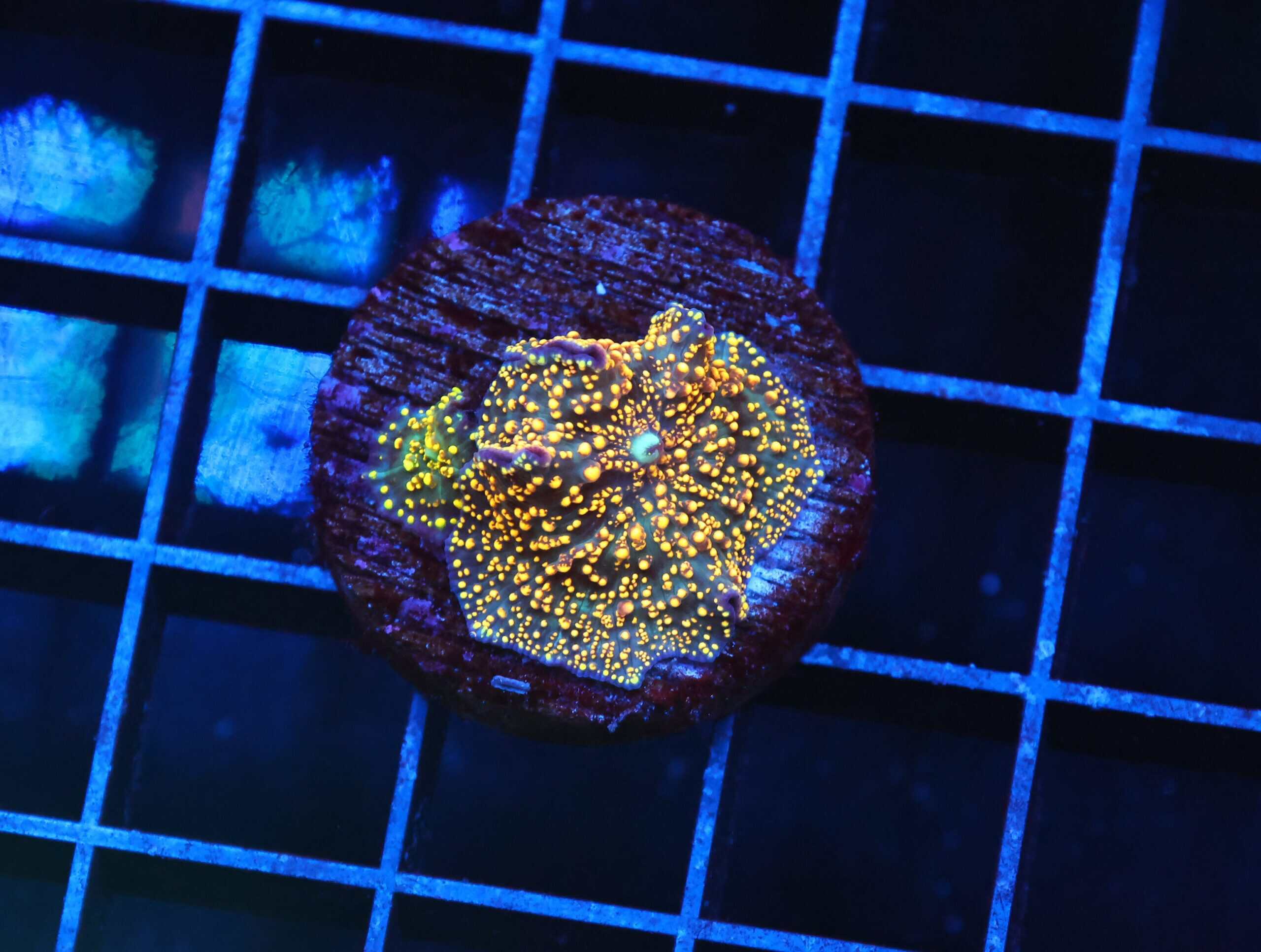 B40 -INTERSTELLAR DISCO MUSHROOM CULTURED