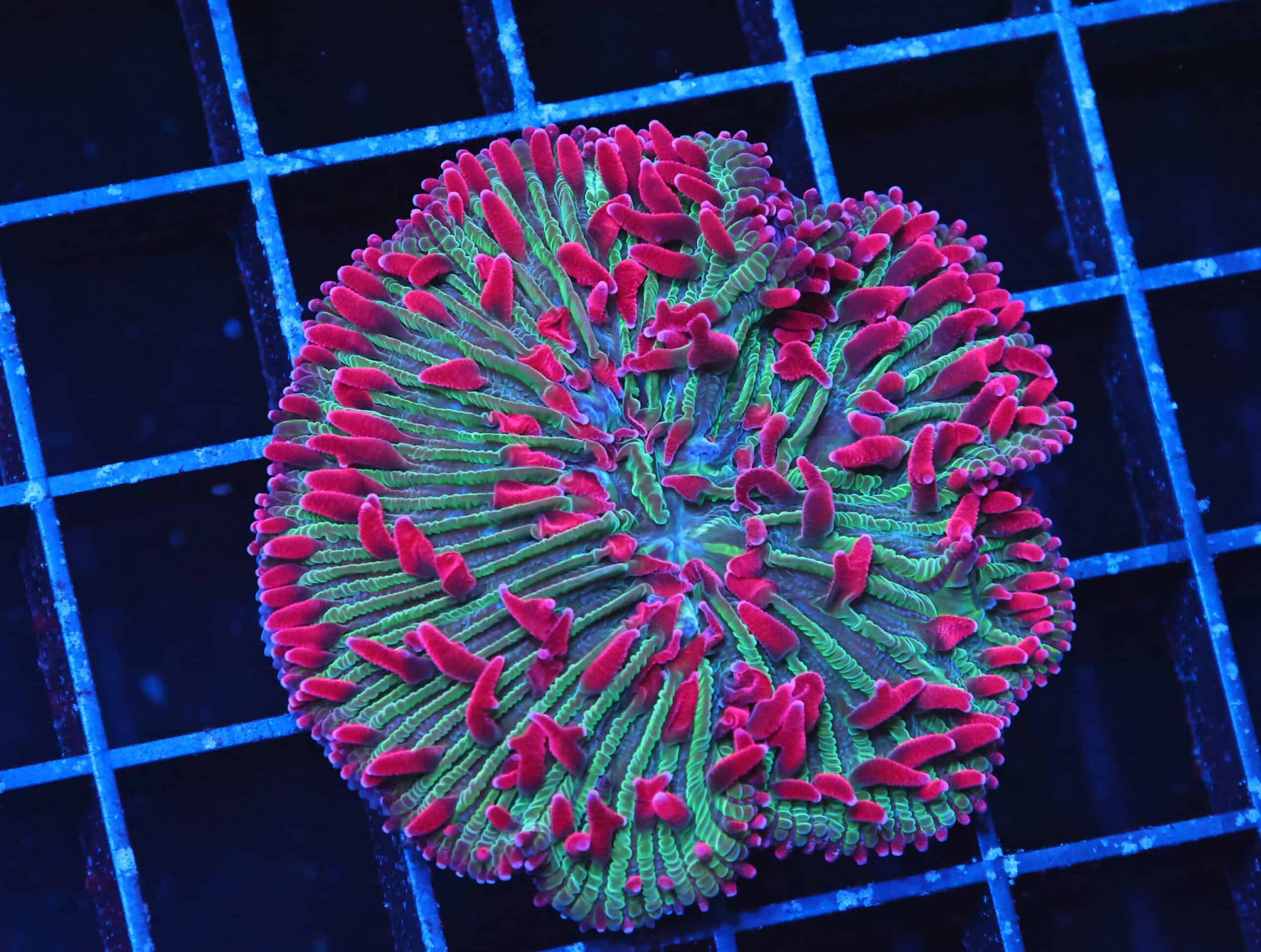 B41 -INDO WATERMELON JOLLY RANCHER DIASERIS