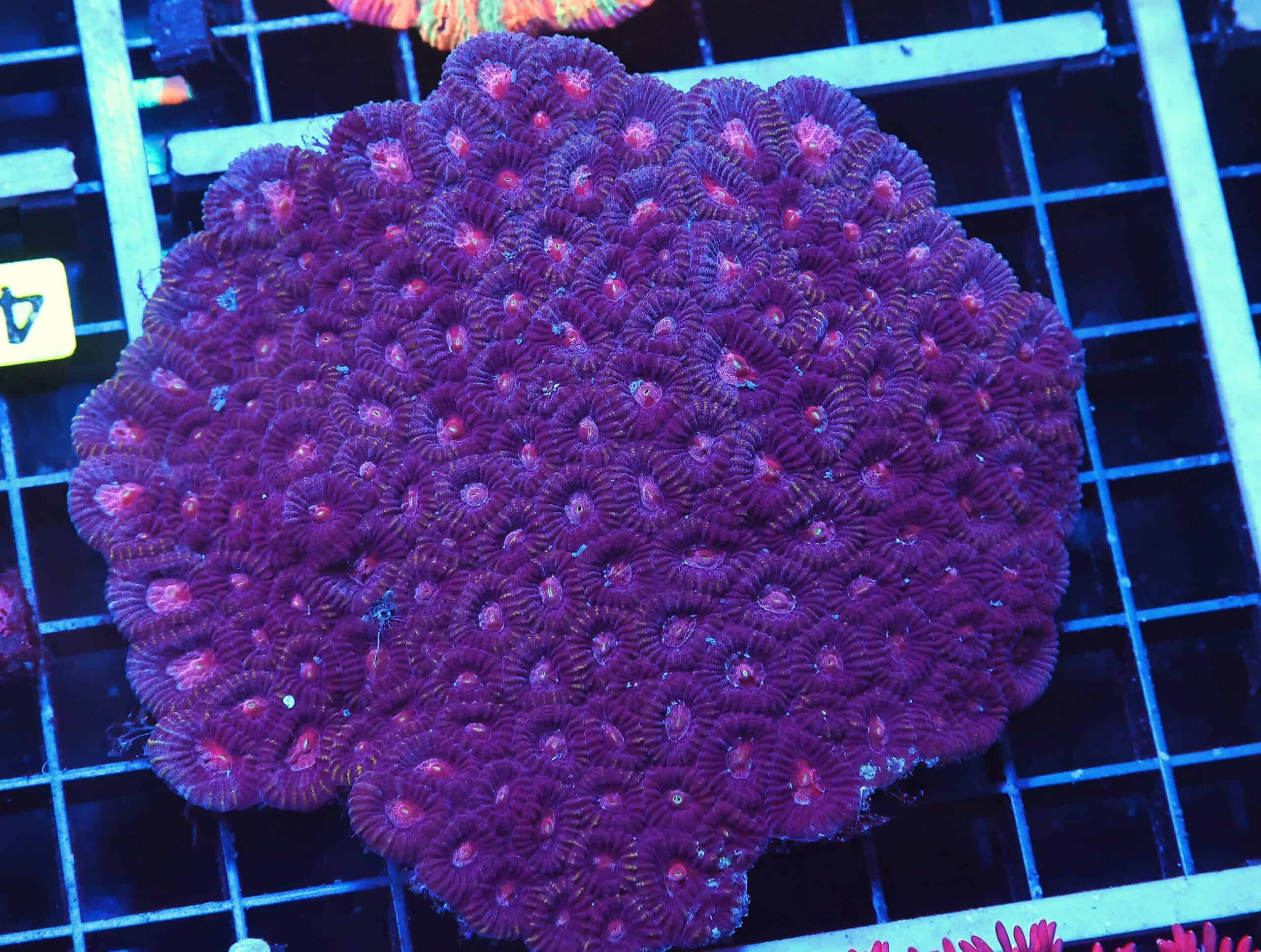 B42 -INDO PURPLE PINK EYE FAVIA LG