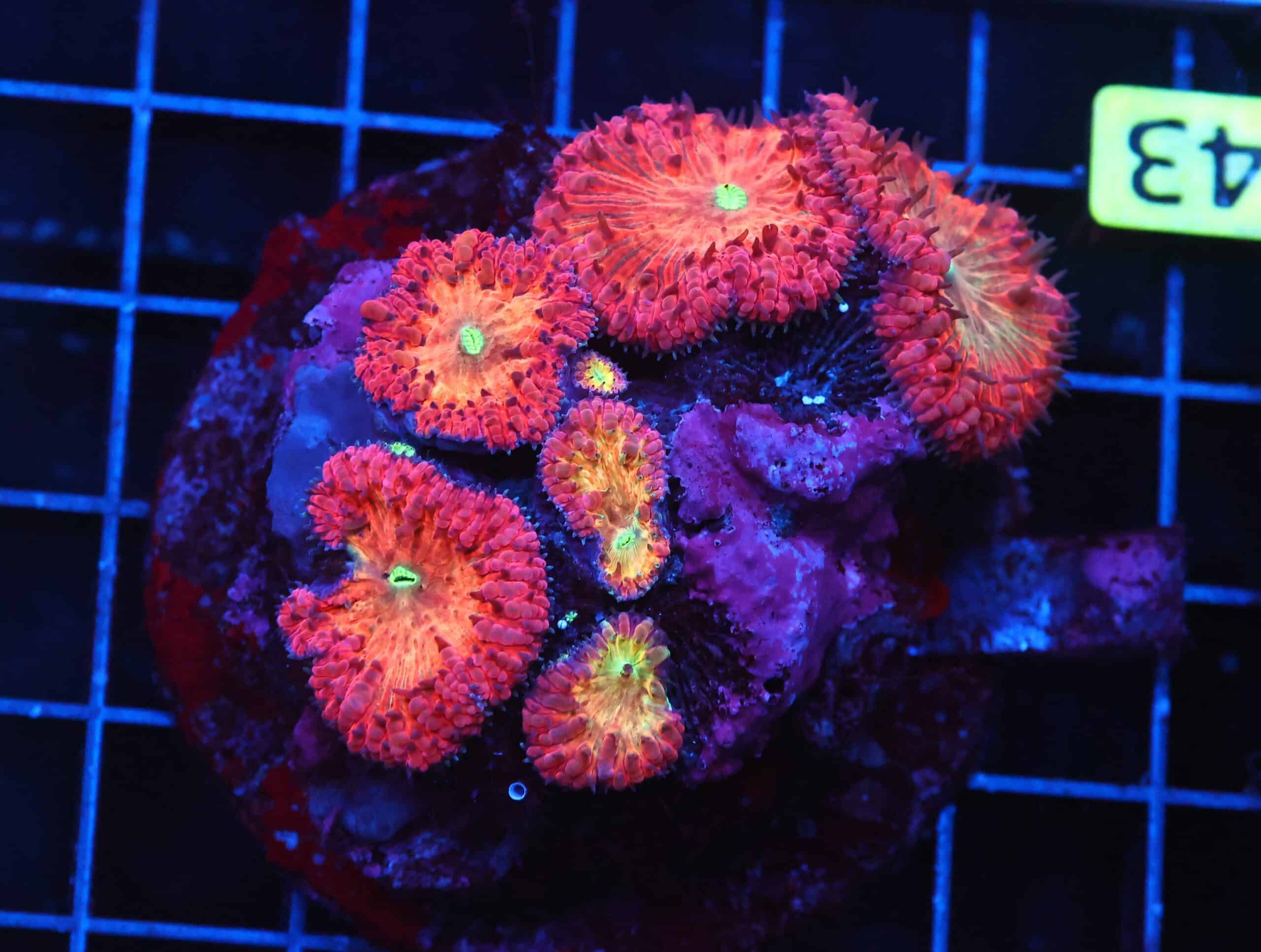 B43 -INDO CRIMSON PEACH BLASTO