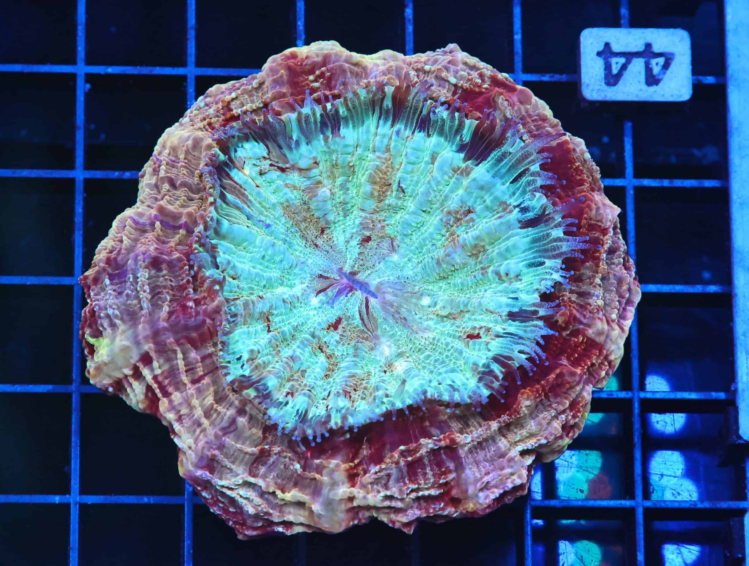 B44 -MALAYSIAN MYSTIC MAROON ACANTHOPHYLLIA