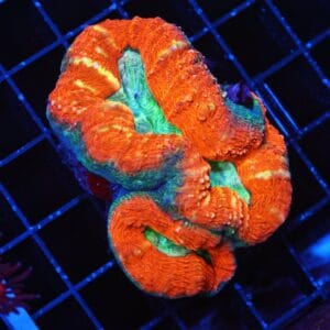 B46 -AUSSIE GOLD RUSH LOBO