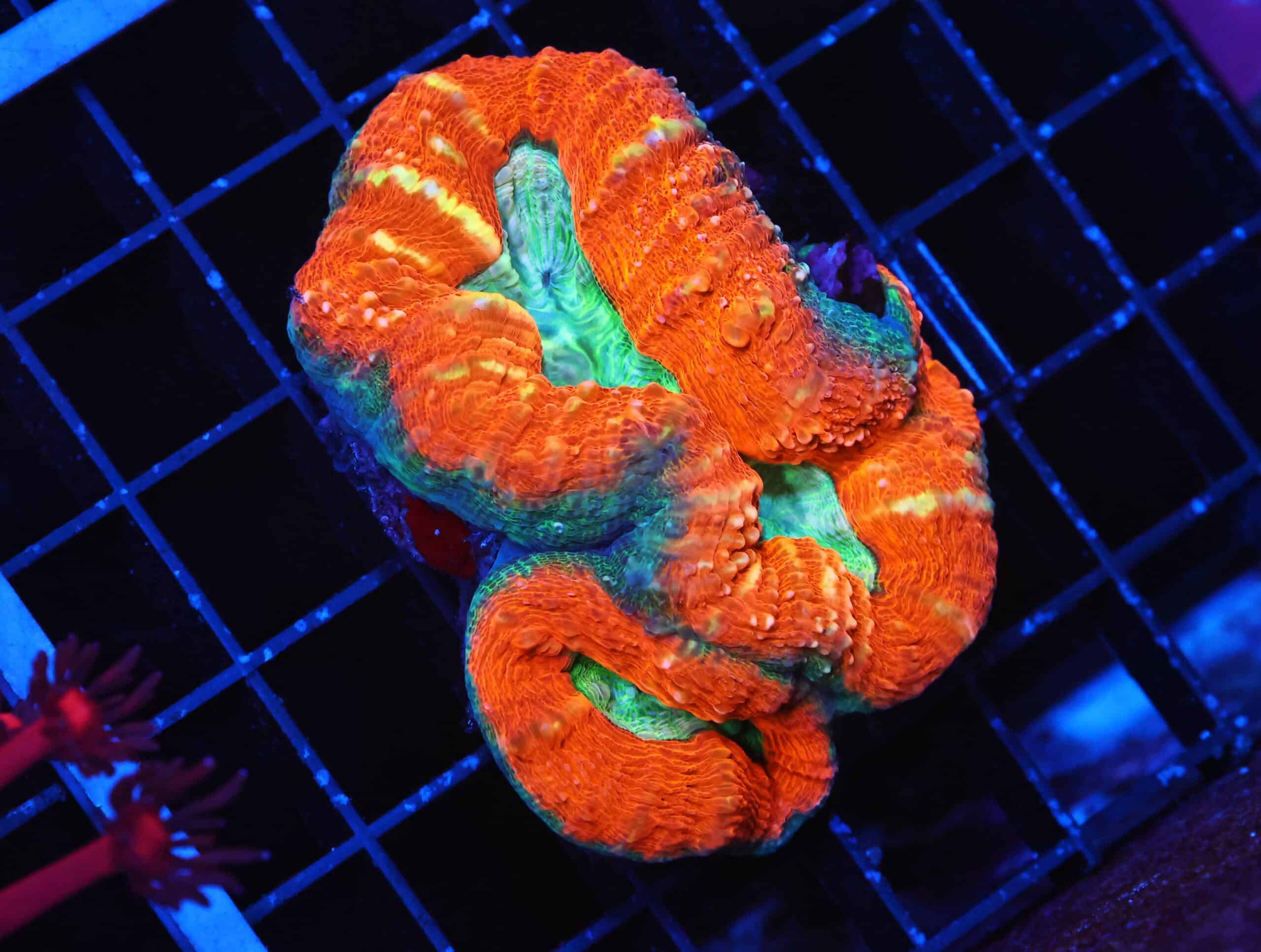 B46 -AUSSIE GOLD RUSH LOBO