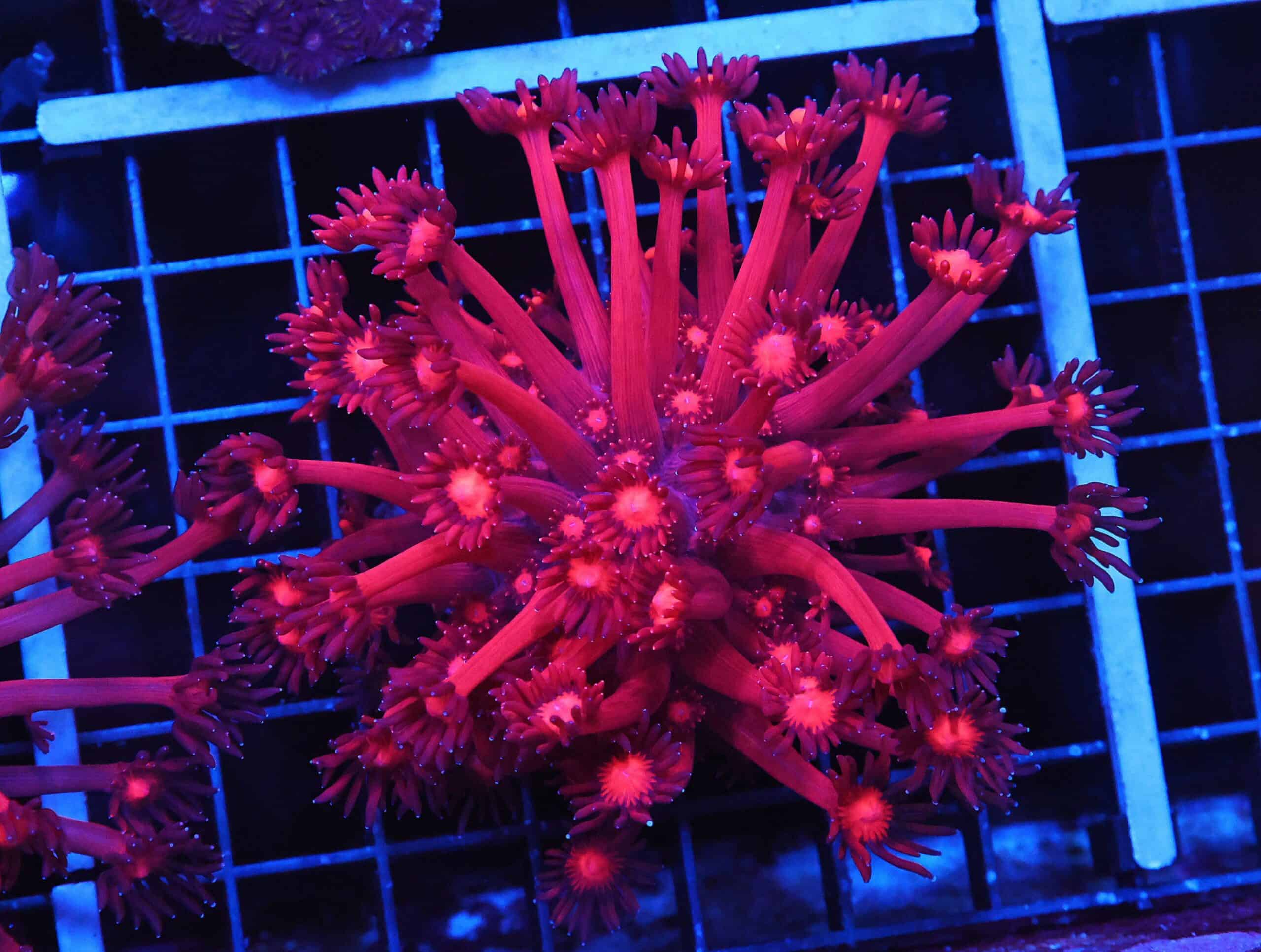 B47 -INDO RUBY RED GONIOPORA