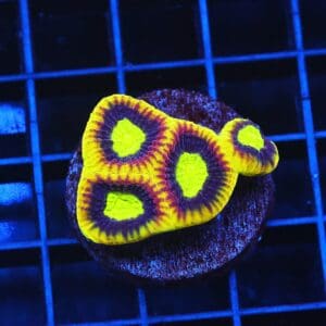 B57 -AUSSIE DRAGON SOUL FAVIA CULTURED