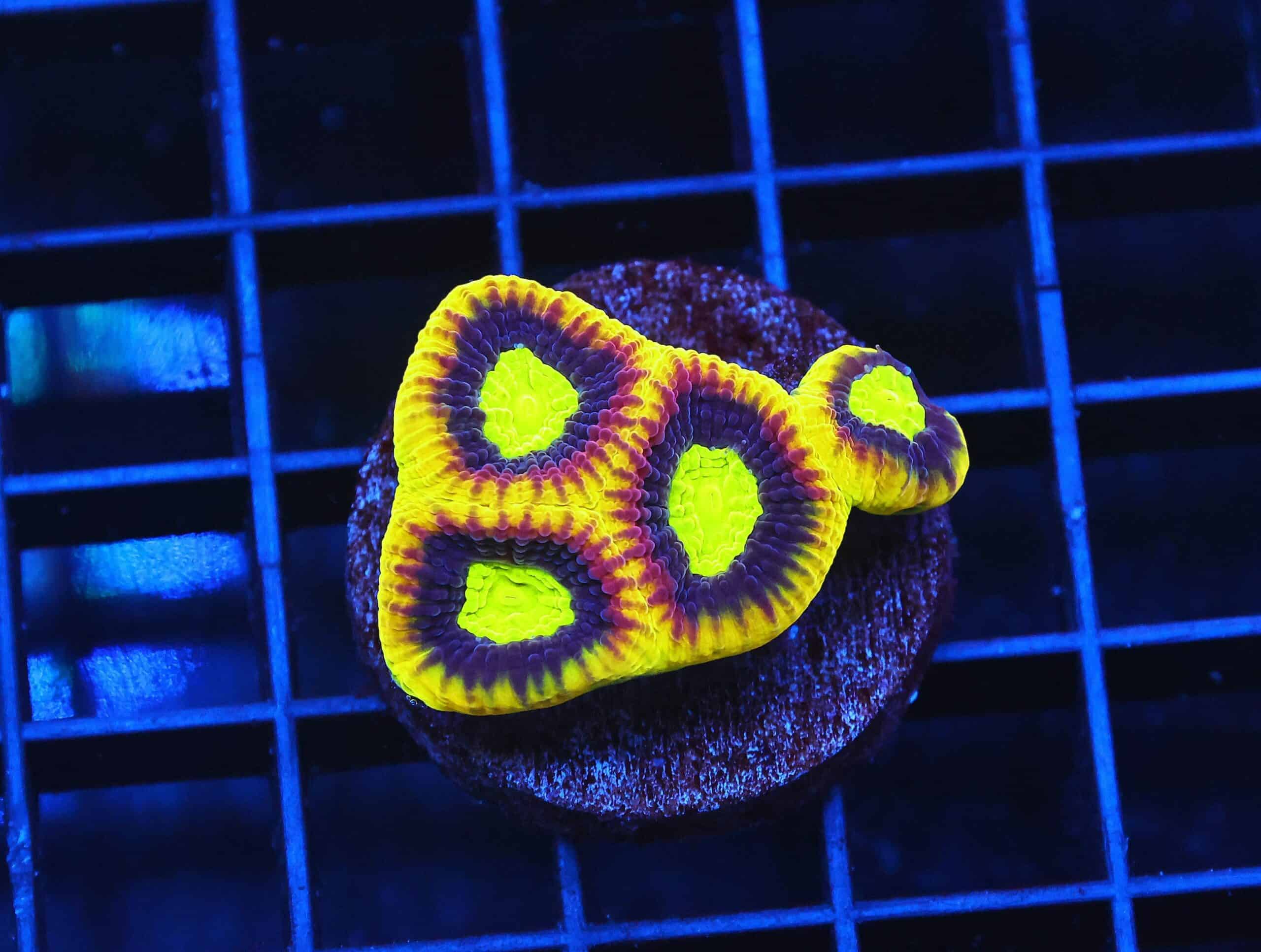 B57 -AUSSIE DRAGON SOUL FAVIA CULTURED