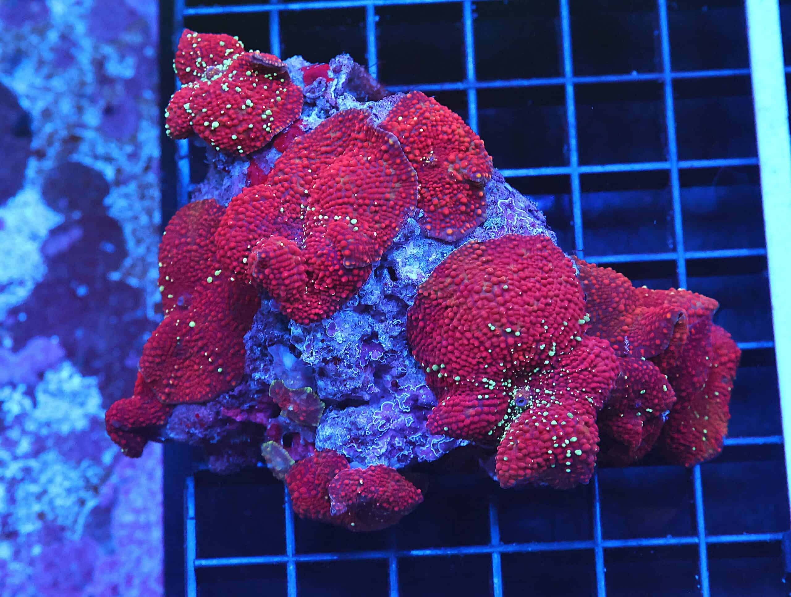 B56 -RED DEVIL DISCO MUSHROOM