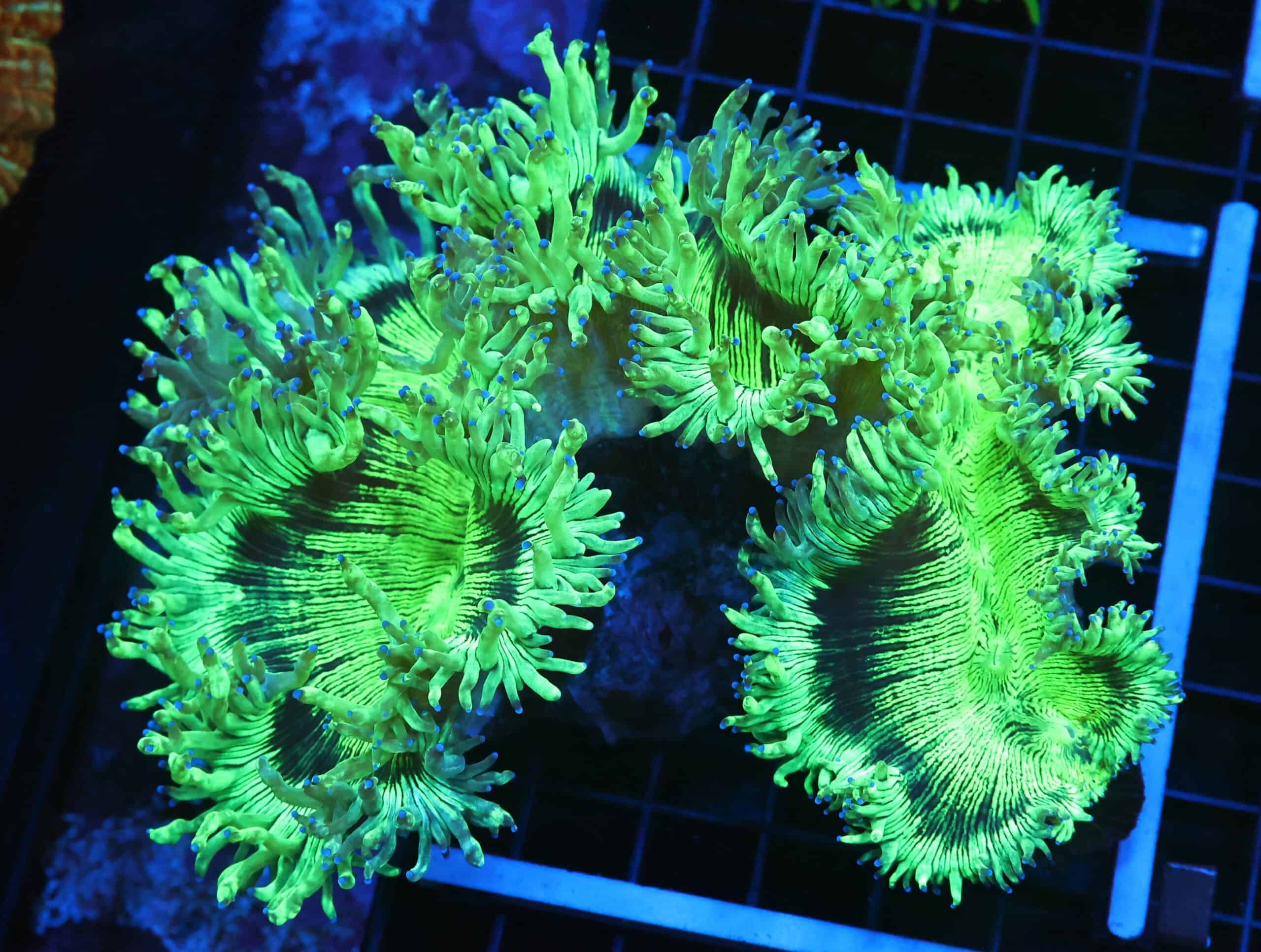 B61 -INDO PURPLE TIP ELEGANCE