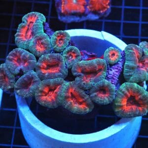 B64 -INDO RED CORE LOBO LG