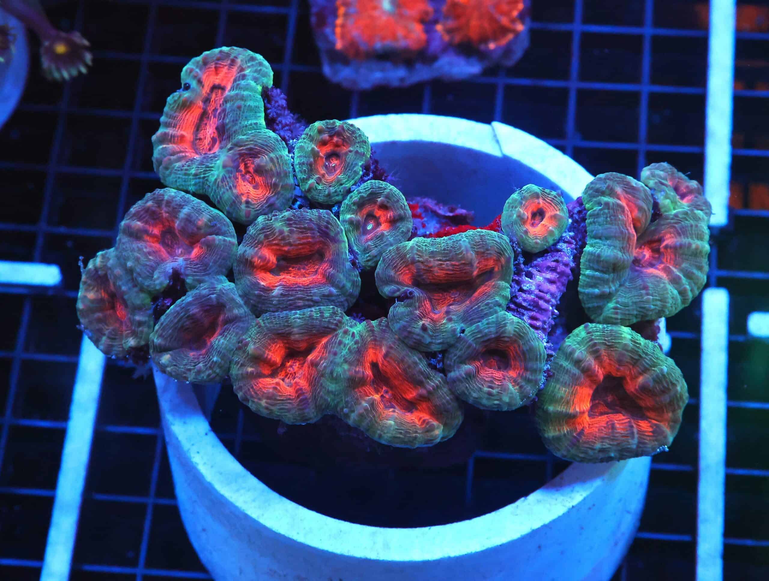 B64 -INDO RED CORE LOBO LG