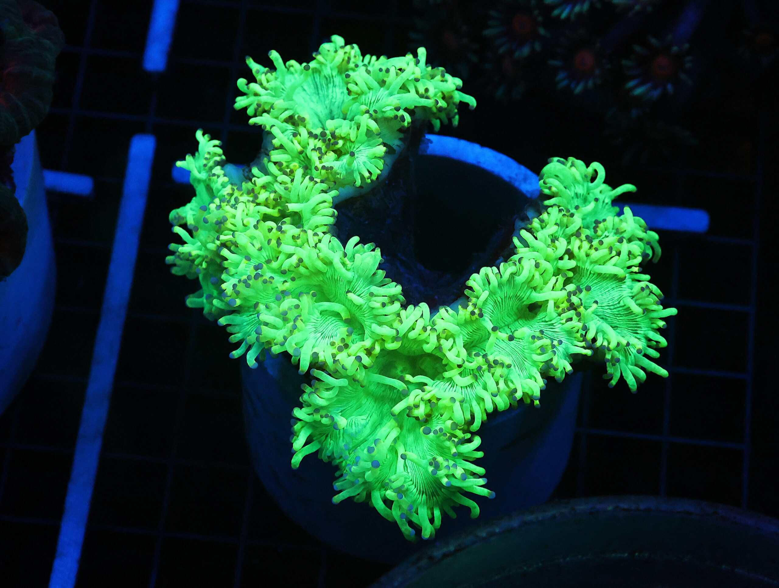 B65 -INDO PURPLE TIP ELEGANCE