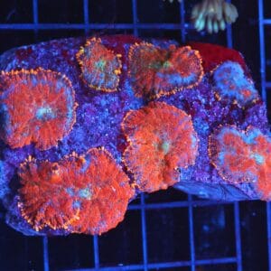 B69 -FLORDIA ORANGE RHODACTIS MUSHROOM