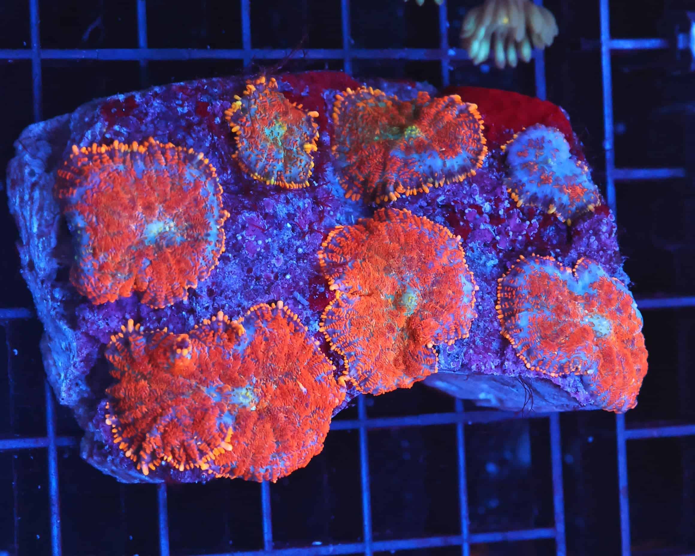 B69 -FLORDIA ORANGE RHODACTIS MUSHROOM