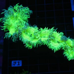 B71 -INDO PURPLE TIP ELEGANCE LG