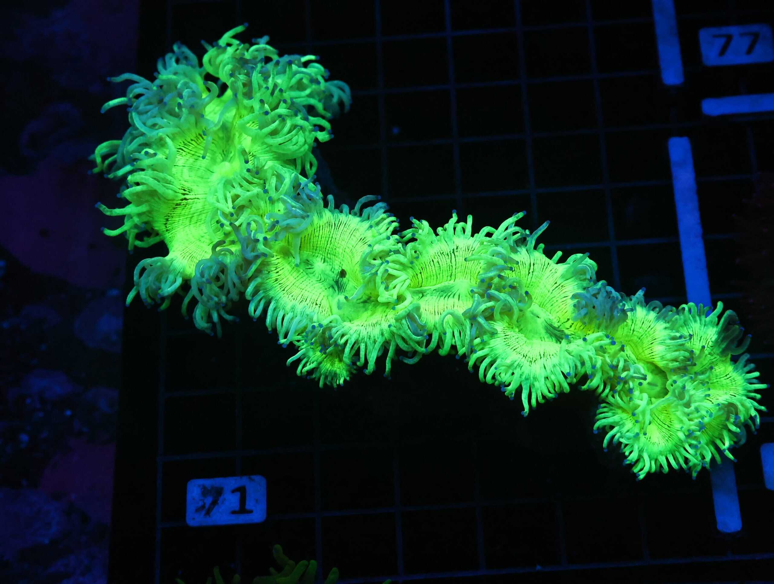 B71 -INDO PURPLE TIP ELEGANCE LG