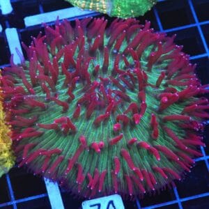 B74 -INDO WATERMELON JOLLY RANCHER DIASERIS