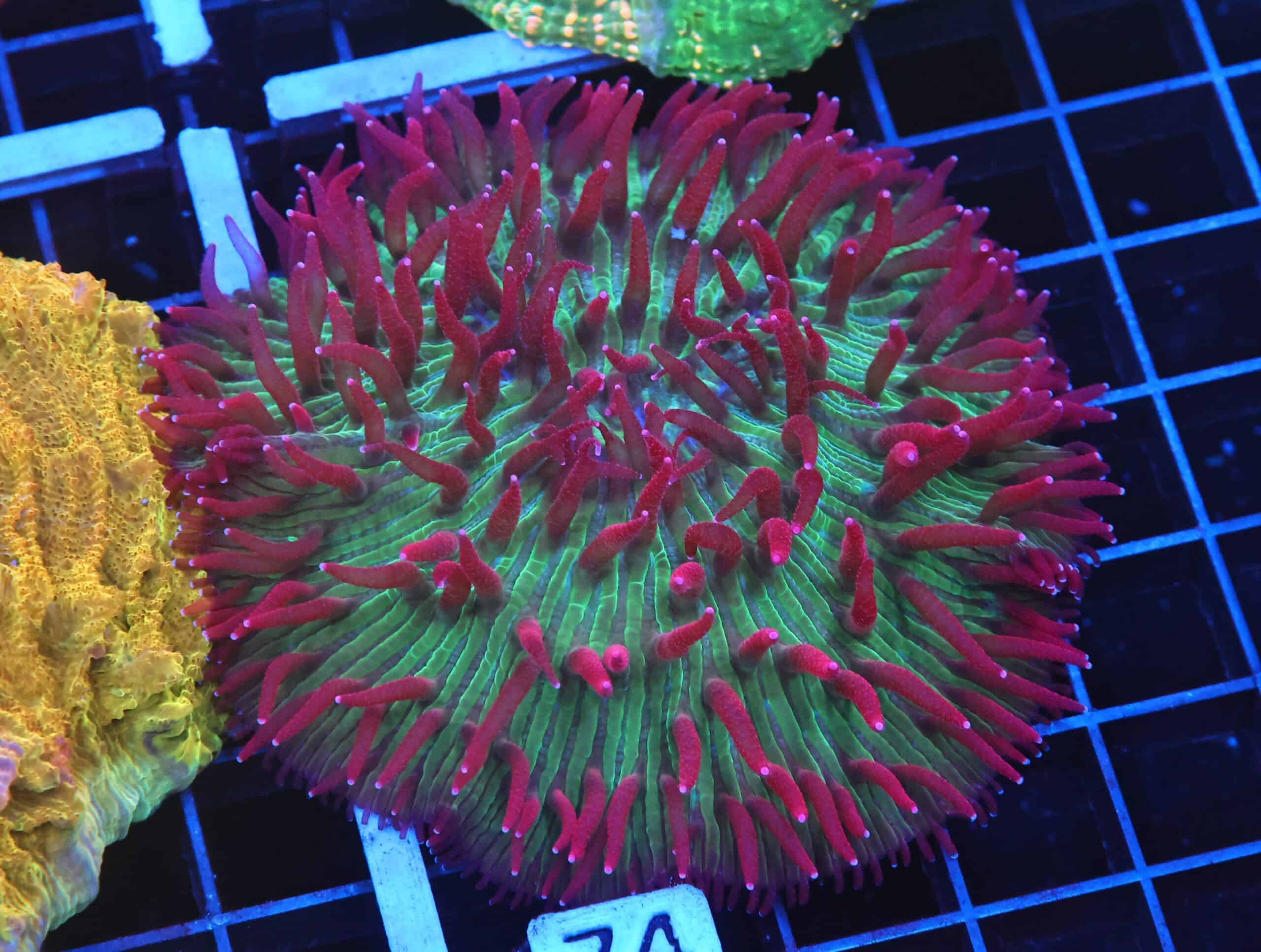 B74 -INDO WATERMELON JOLLY RANCHER DIASERIS