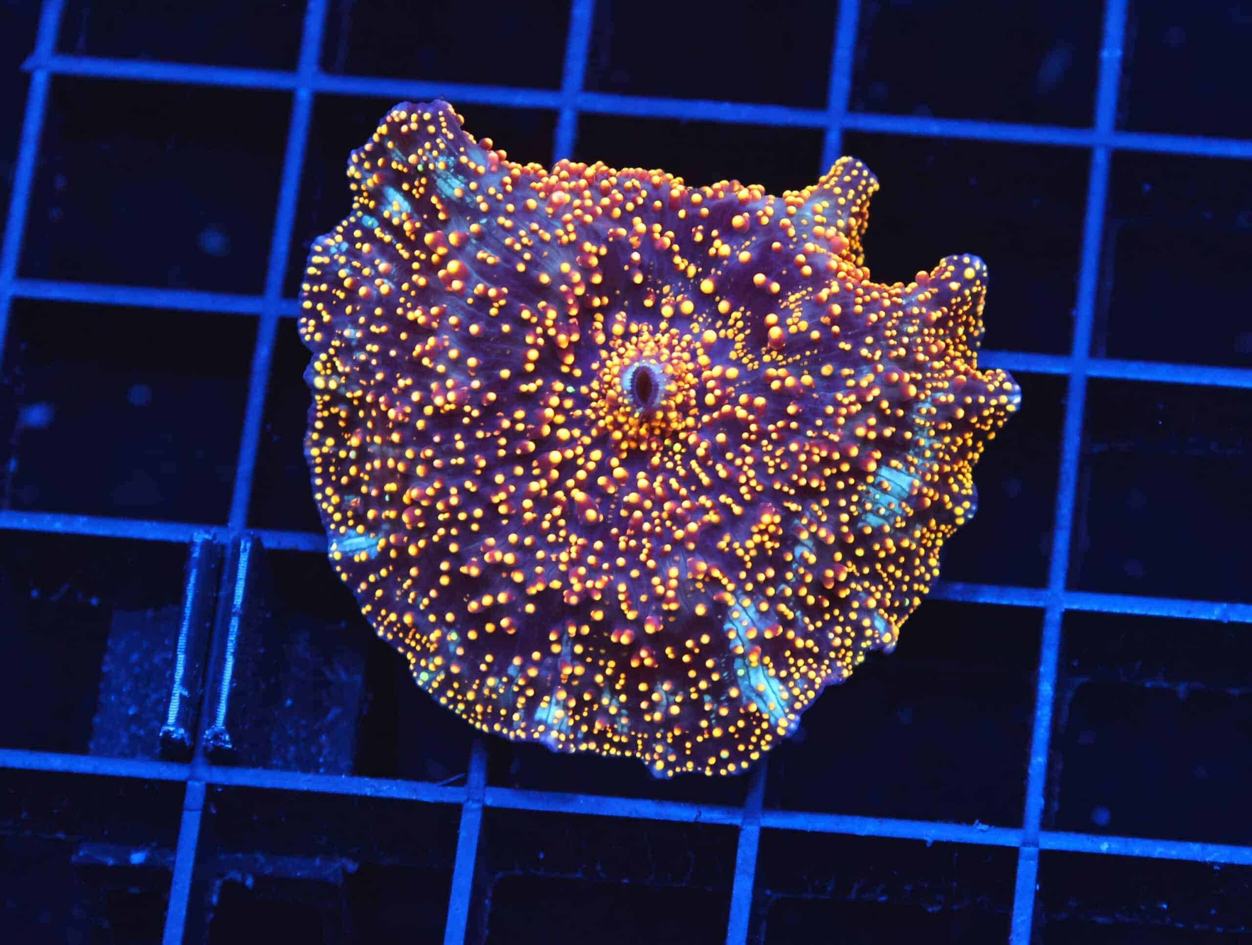 B75 -INTERSTELLAR DISCO MUSHROOM CULTURED