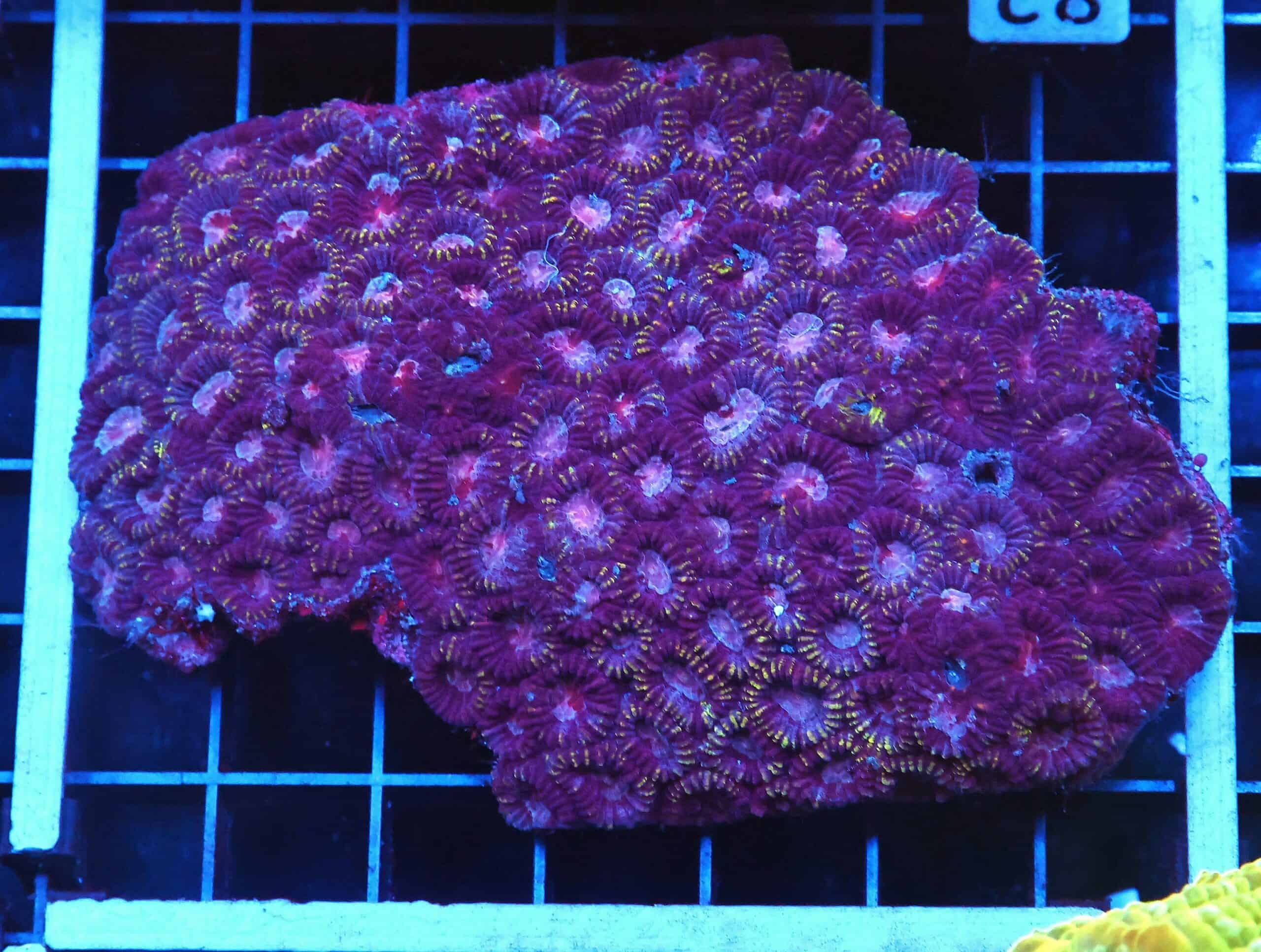 B82 -INDO PURPLE PINK FAVIA LG