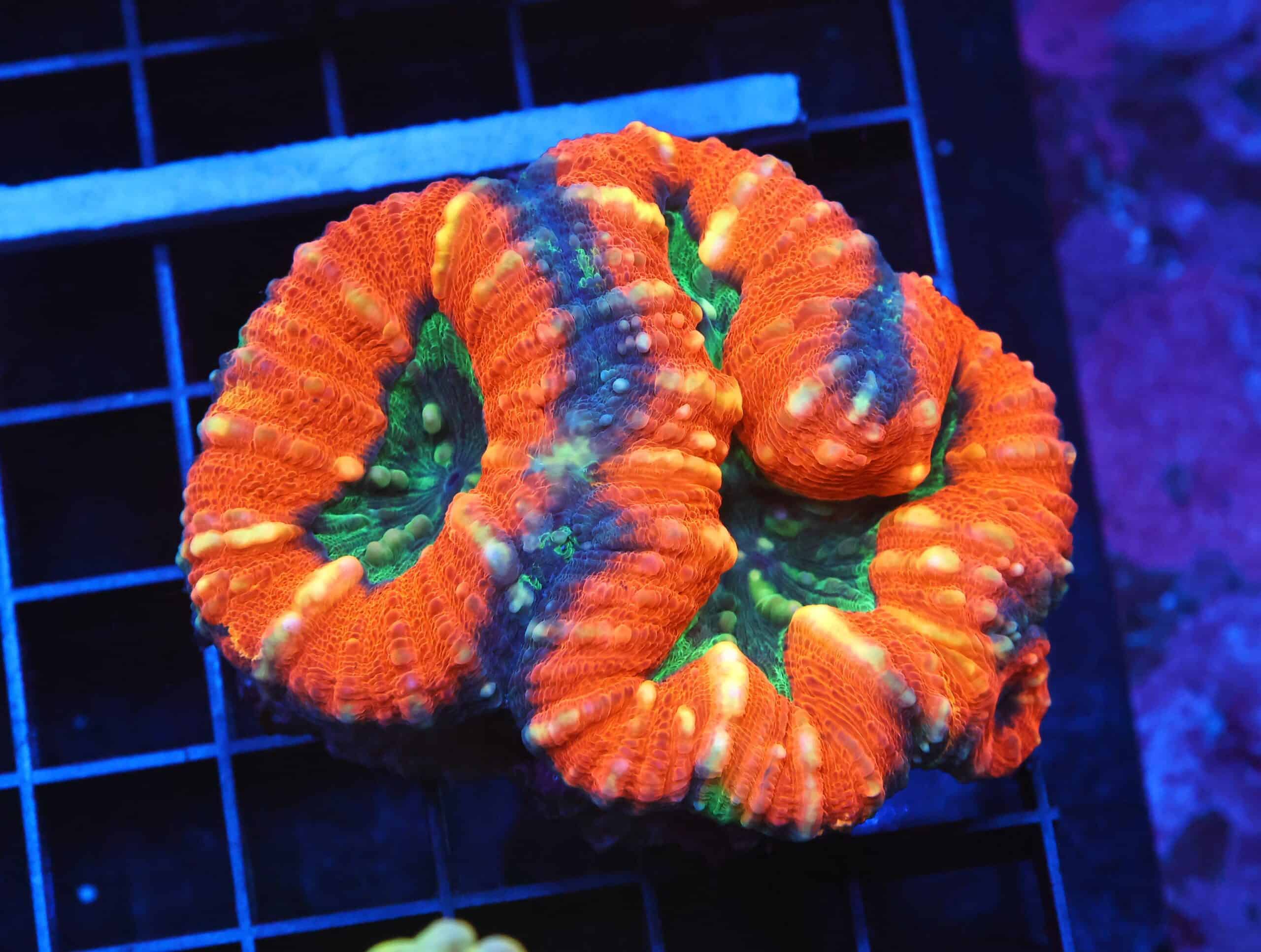 B81 -AUSSIE GOLD RUSH LOBO