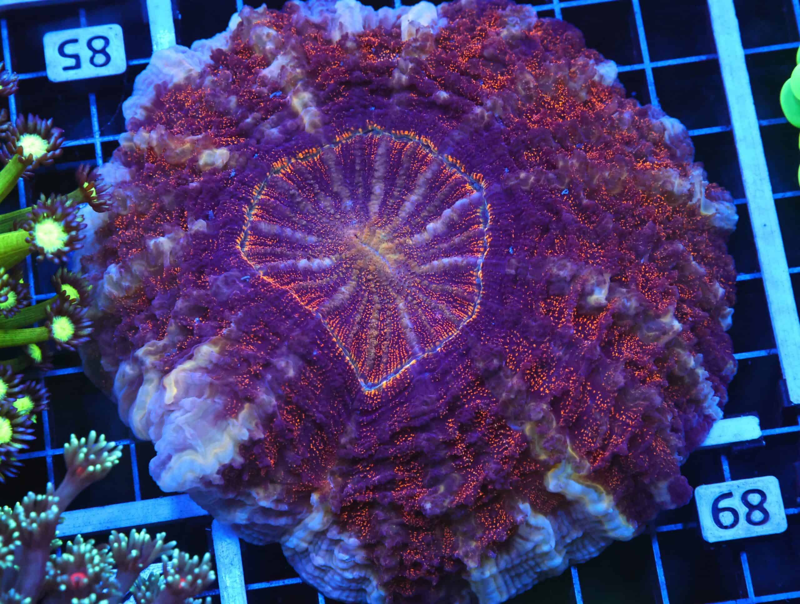 B84 -INDO GOLD DUST ACANTHOPHYLLIA