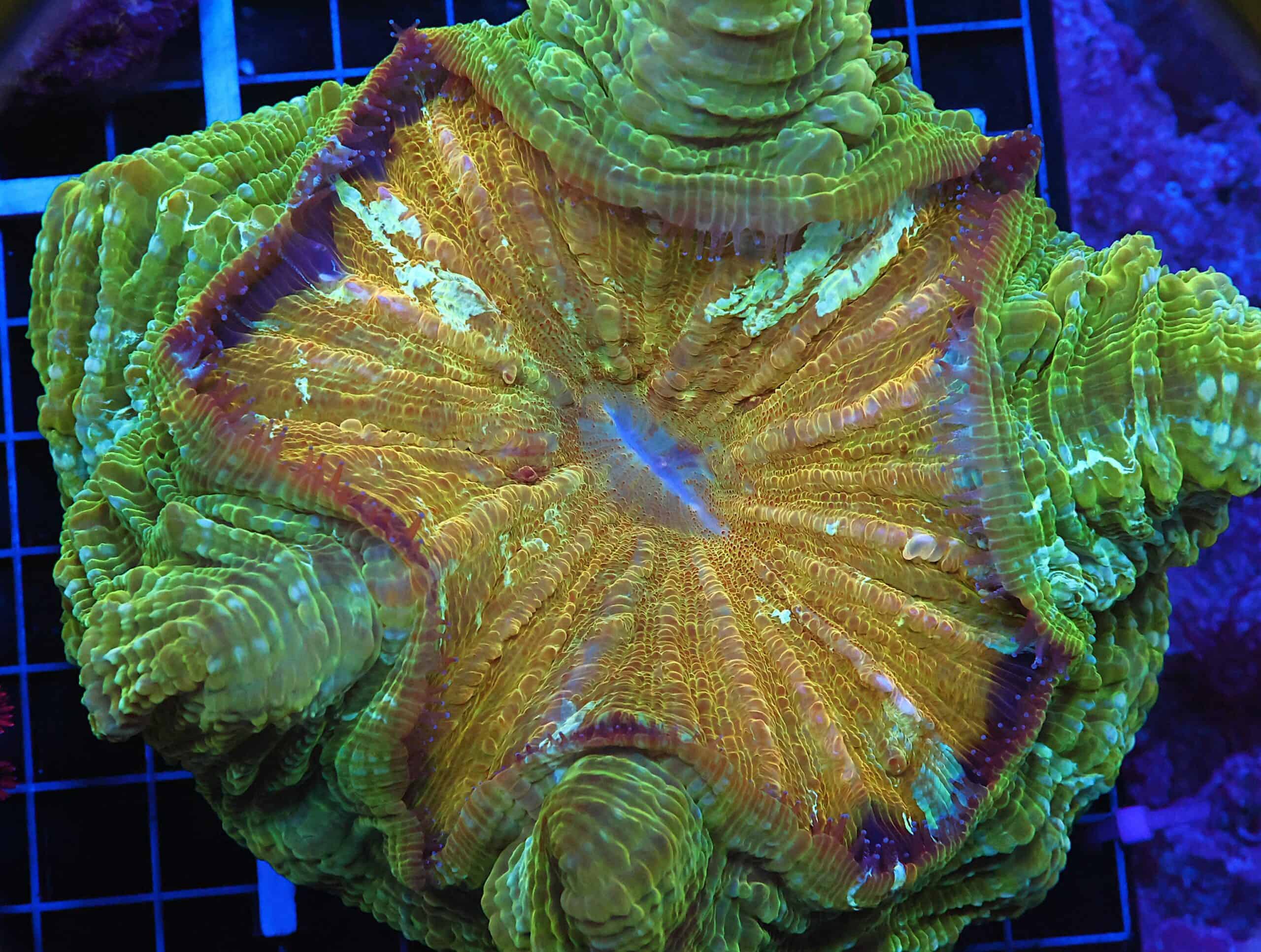 B86 -INDO POT OF GOLD ACANTHOPHYLLIA