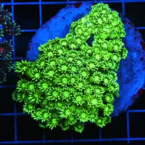 B89 -INDO TOXIC GREEN GONIOPORA