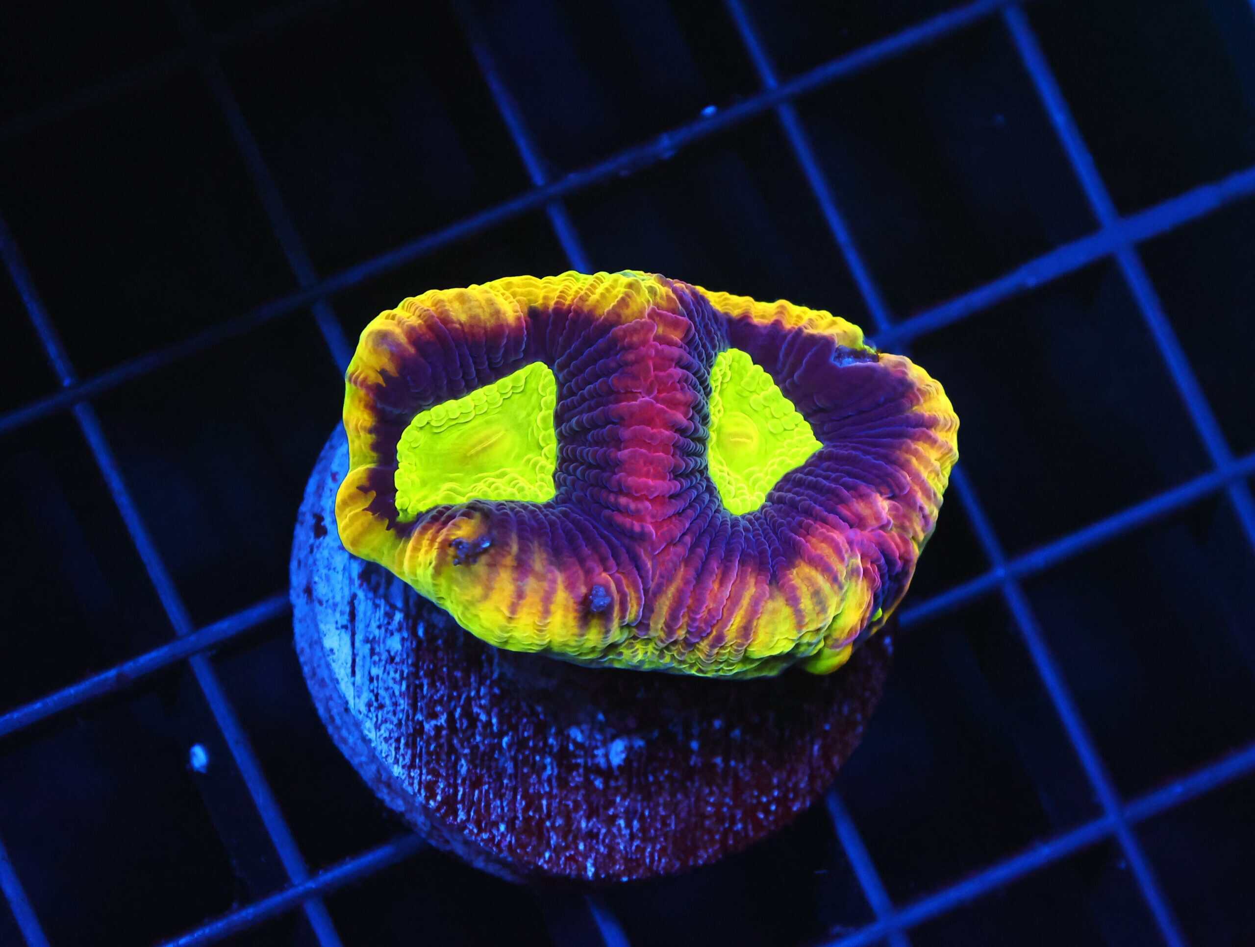 B92 -AUSSIE DRAGON SOUL FAVIA CULTURED