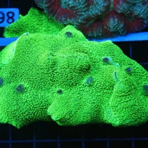 B93 -TOXIC GREEN ELEPHANT EAR MUSHROOM