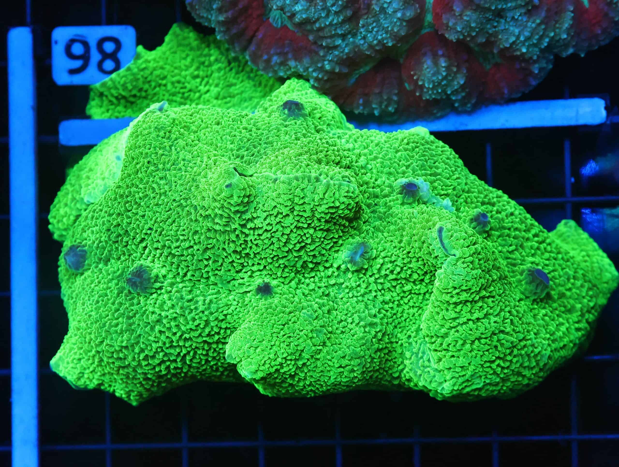 B93 -TOXIC GREEN ELEPHANT EAR MUSHROOM