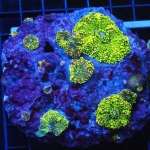 B96 -RADIOACTIVE JOKER RICORDEA MUSHROOM