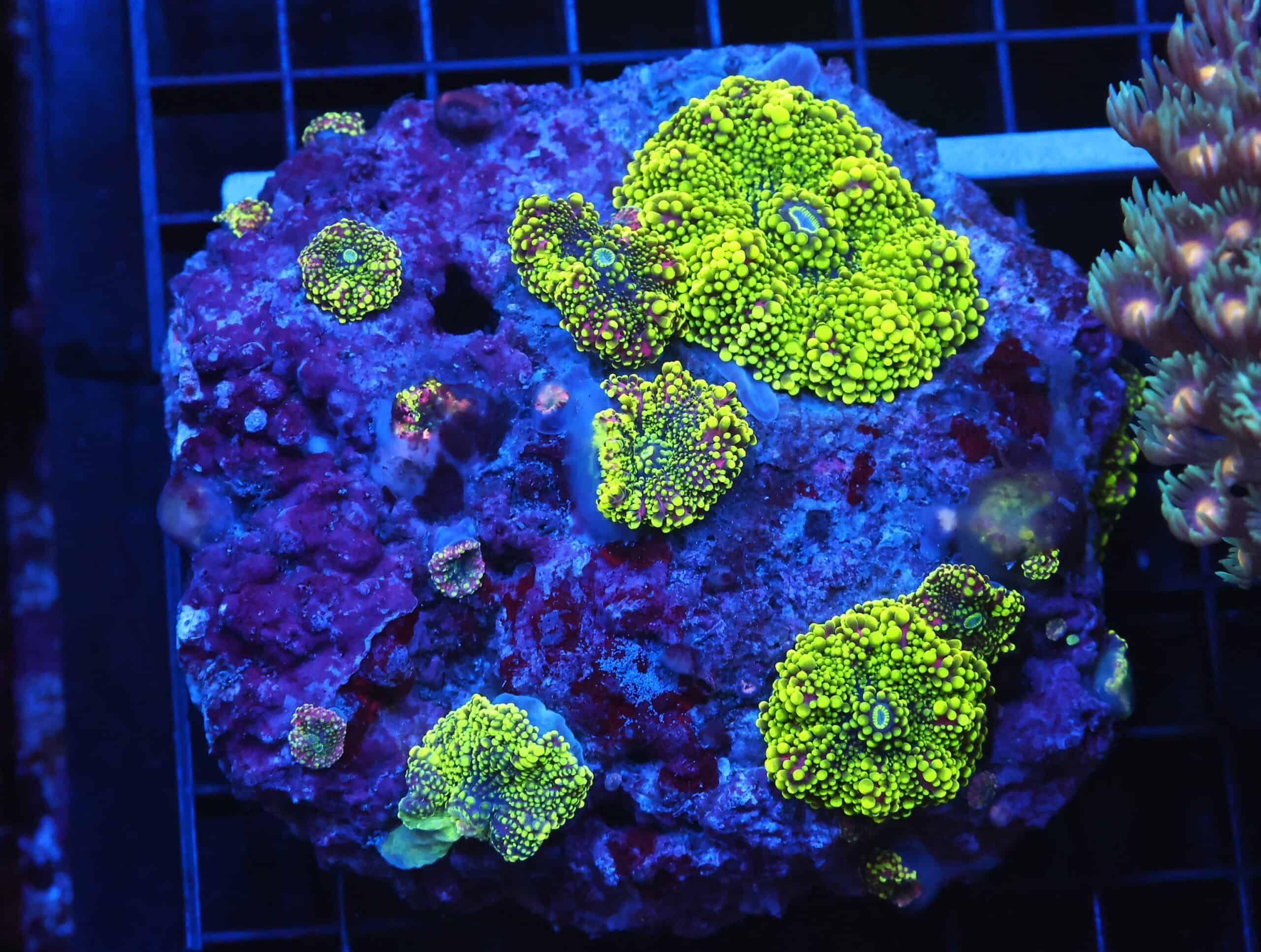 B96 -RADIOACTIVE JOKER RICORDEA MUSHROOM