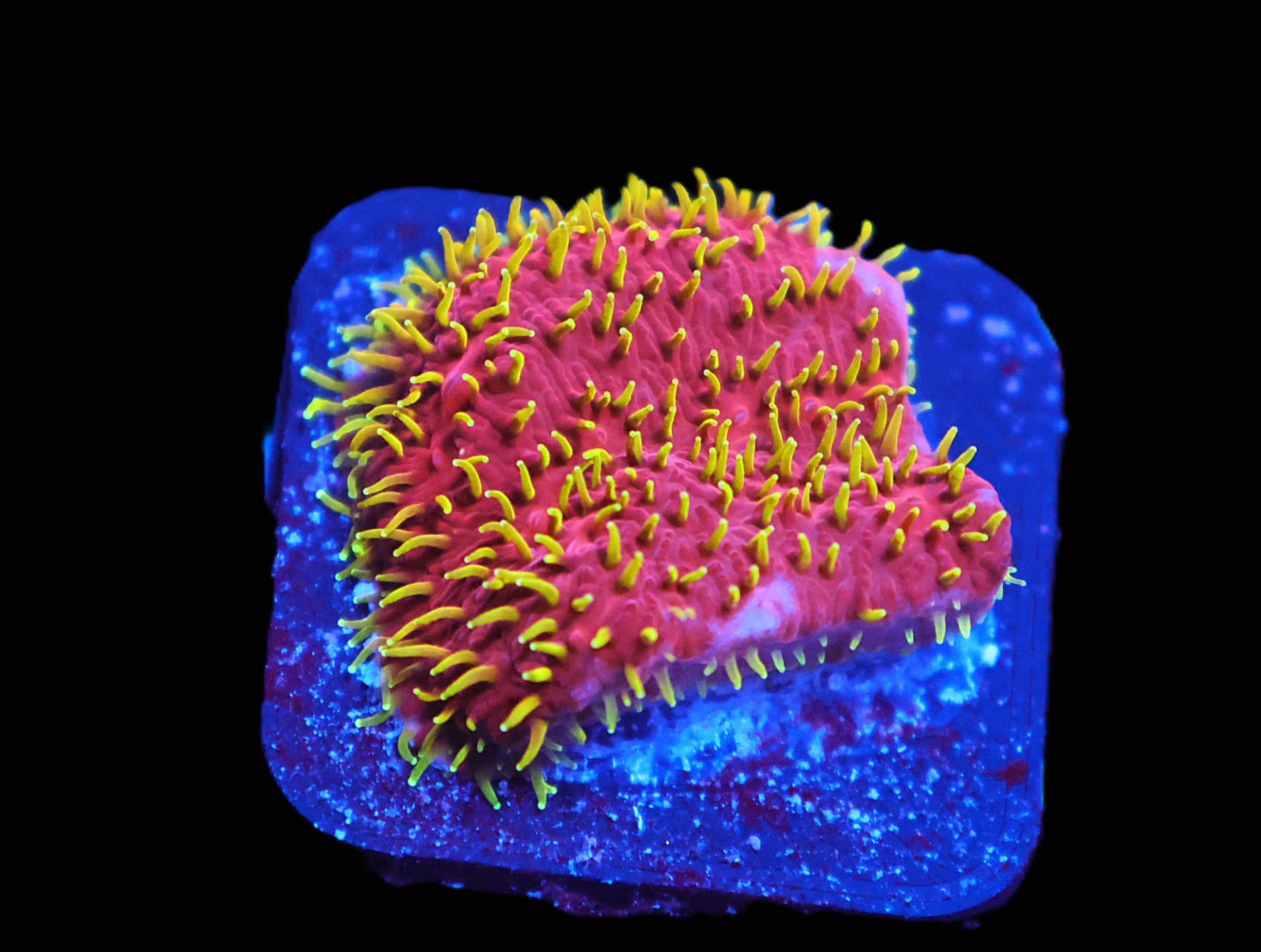 C05 - JF FREAKHAIR LITHOPHYLLON