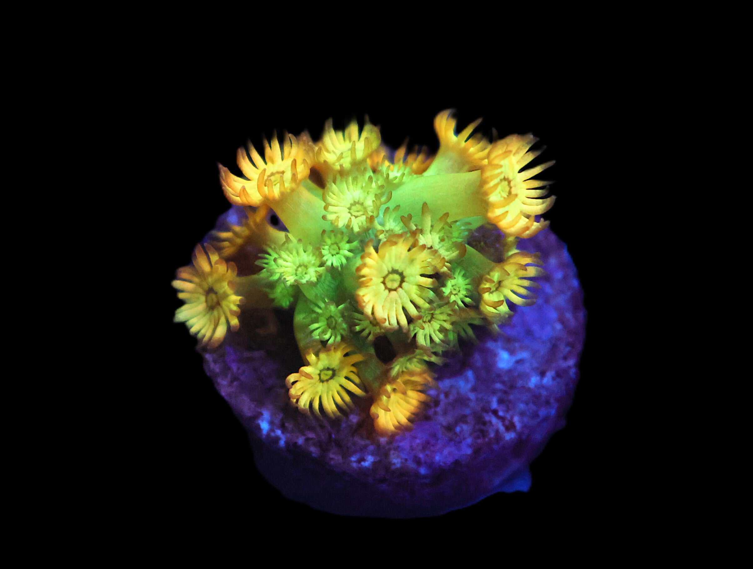 C09 - AMAZEBALLS GONIPORA VARIANT