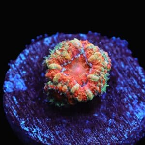 C104 - CAPTIVE SPAWNED AUSSIE LORD