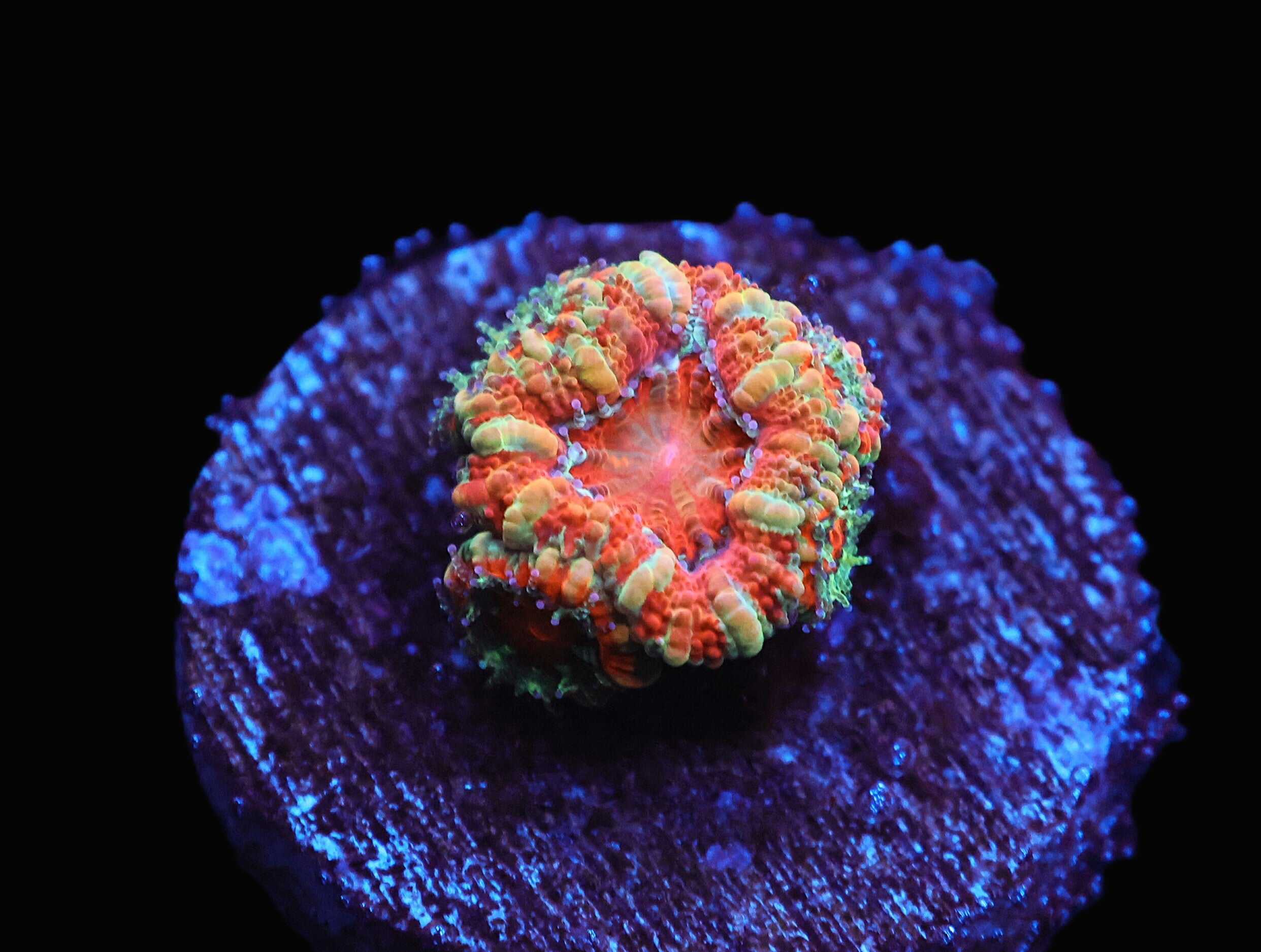 C104 - CAPTIVE SPAWNED AUSSIE LORD