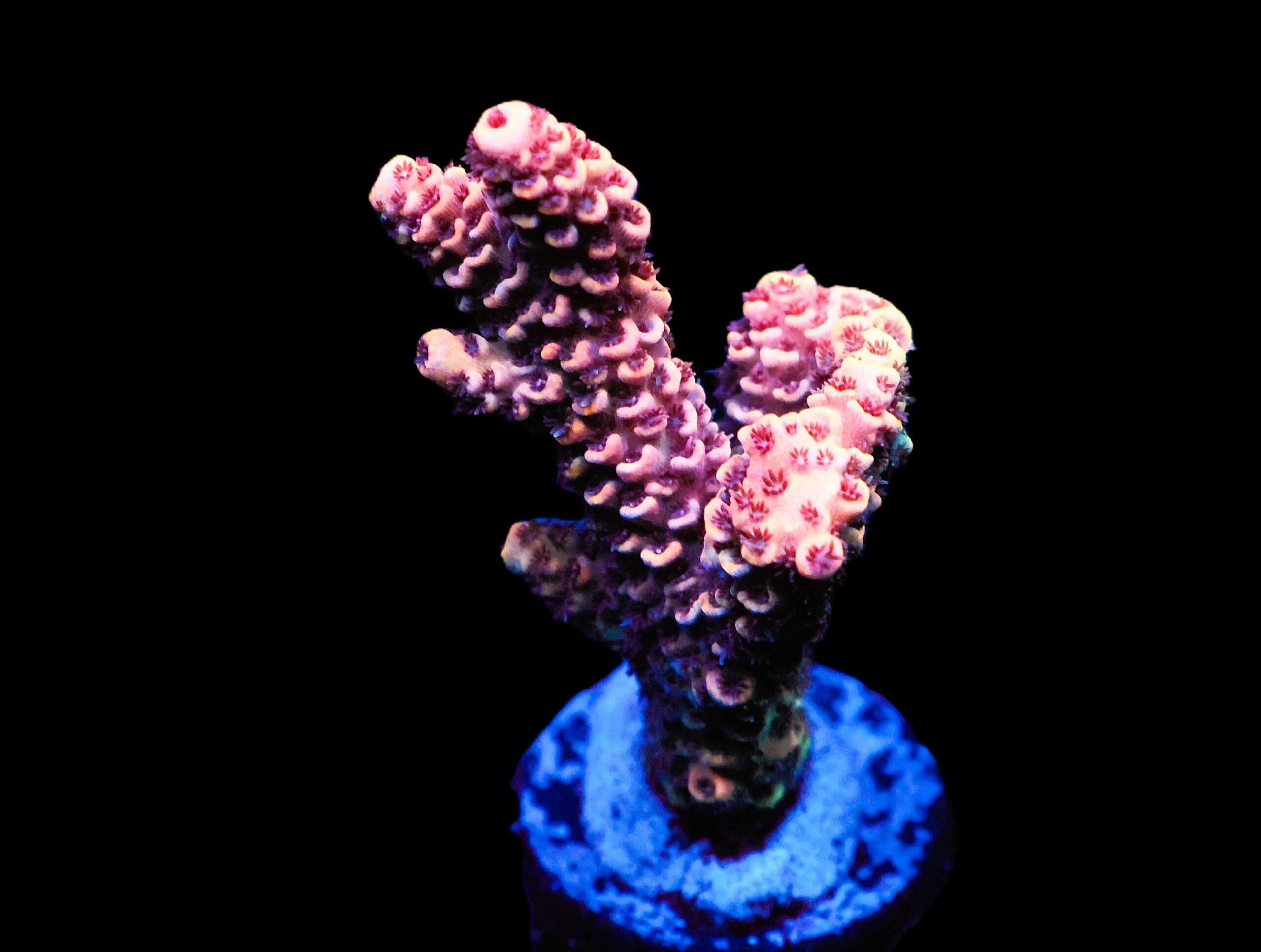 C124 - SDC ACROPORA ASST. PREMIUM