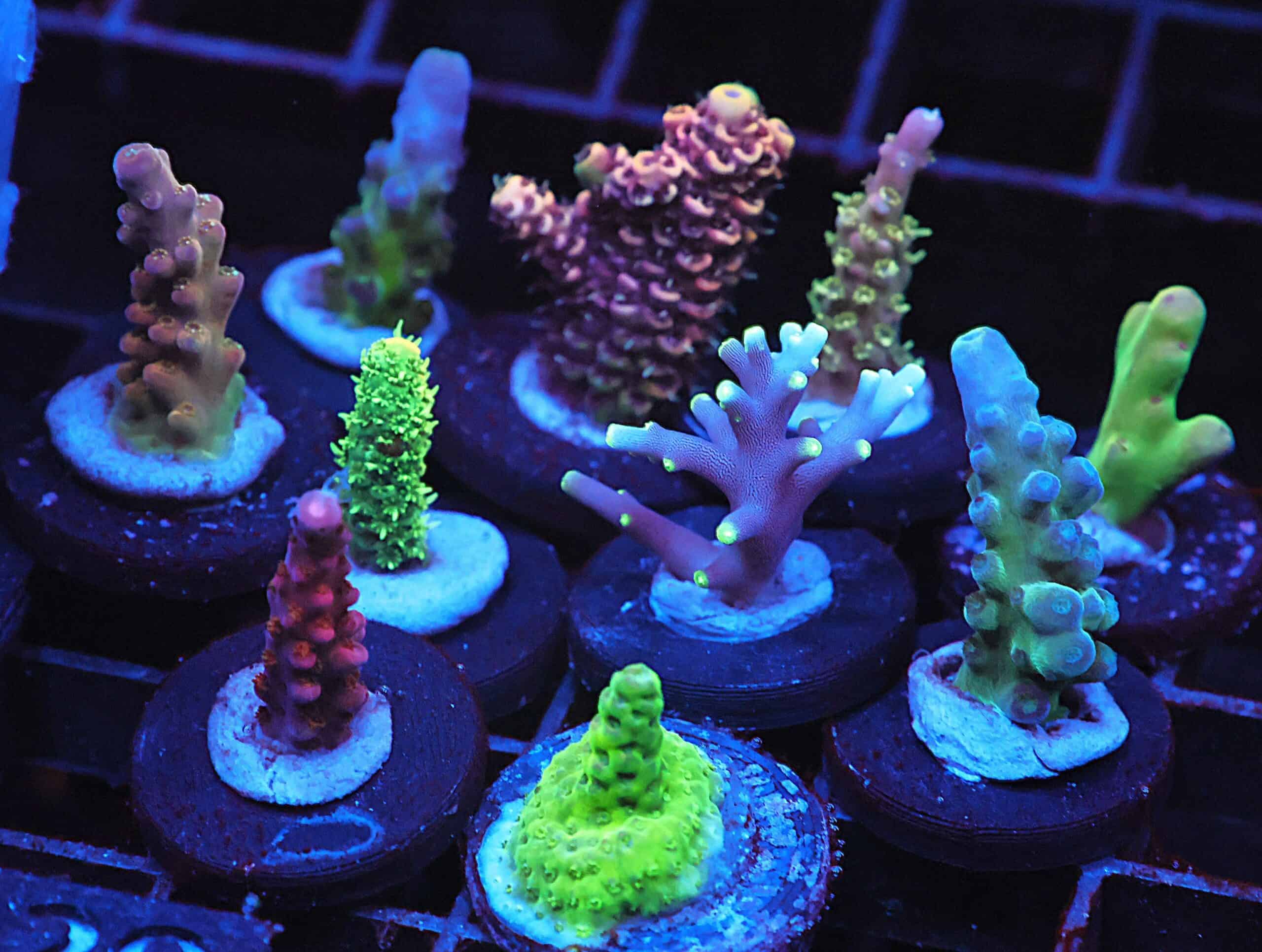 C129 - SDC ACROPORA PACK 10 PC