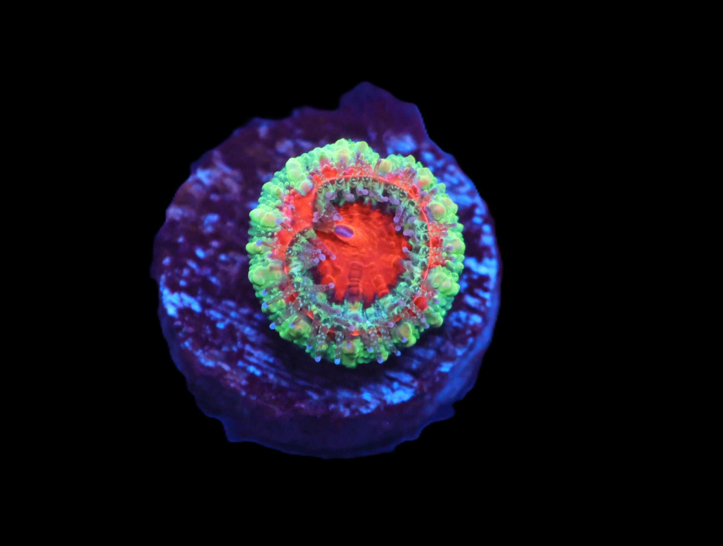 C13 - CAPTIVE SPAWNED AUSSIE LORD