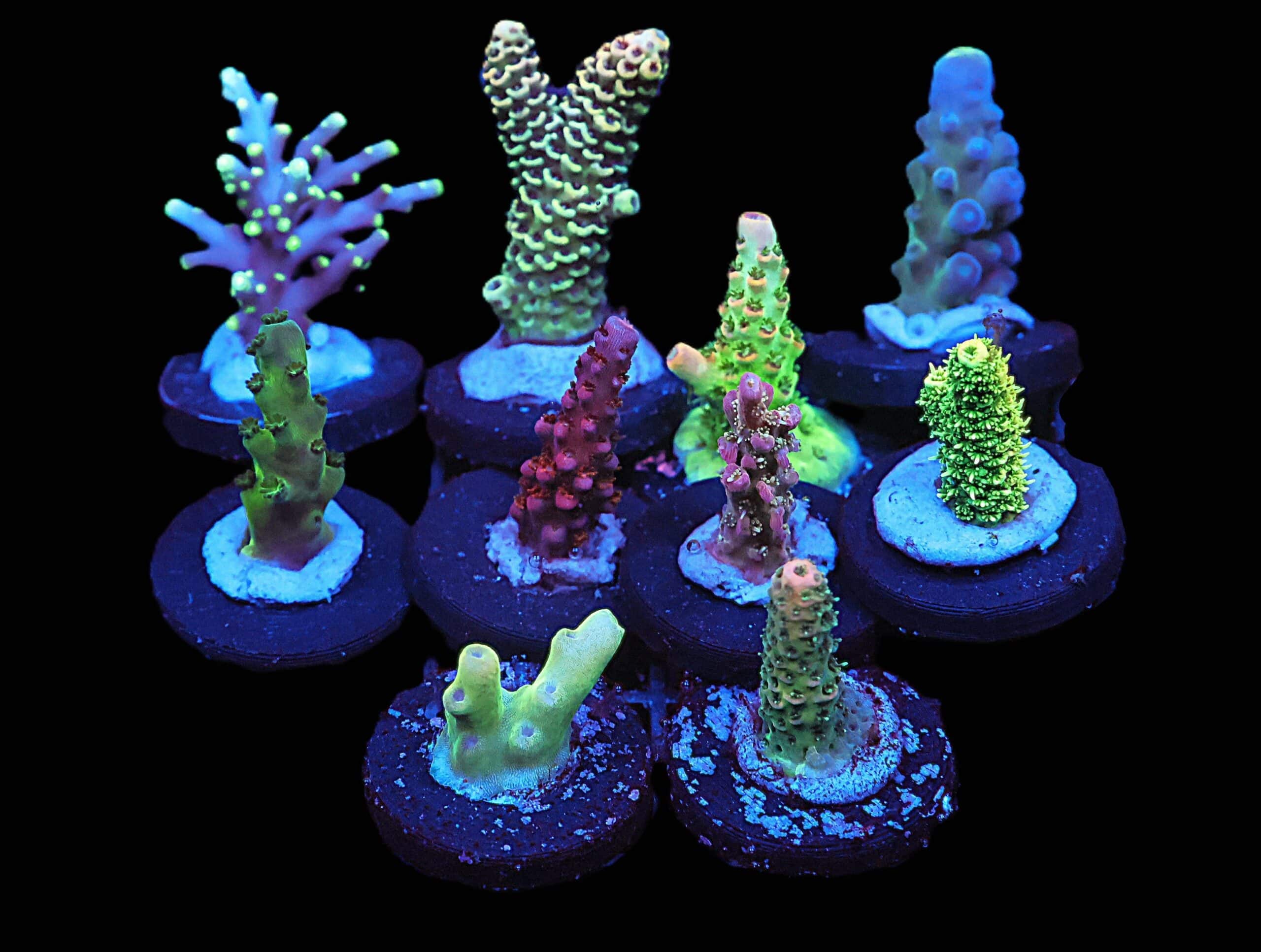 C131 - SDC ACROPORA PACK 10 PC