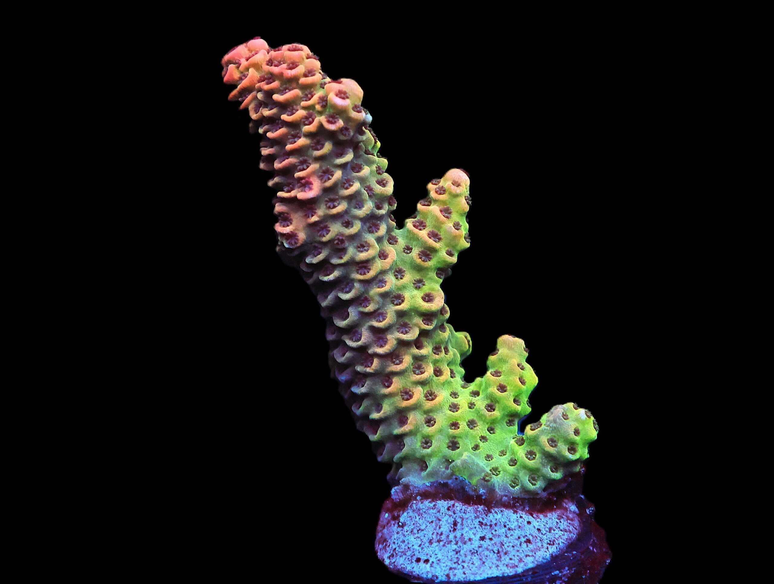 C140 - SDC ACROPORA AUSSIE MILLE
