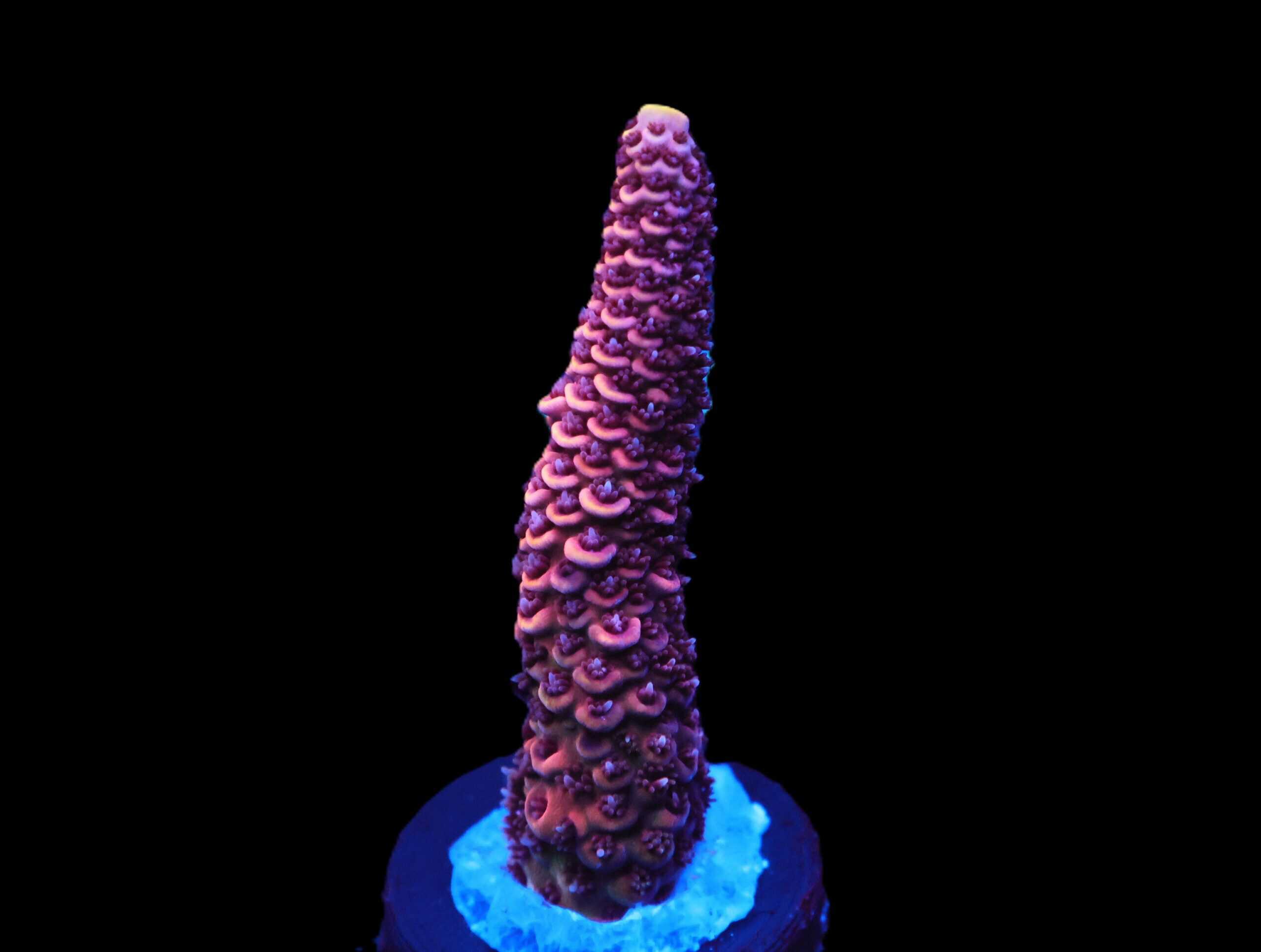 C145 - SDC ACROPORA ASST. PREMIUM