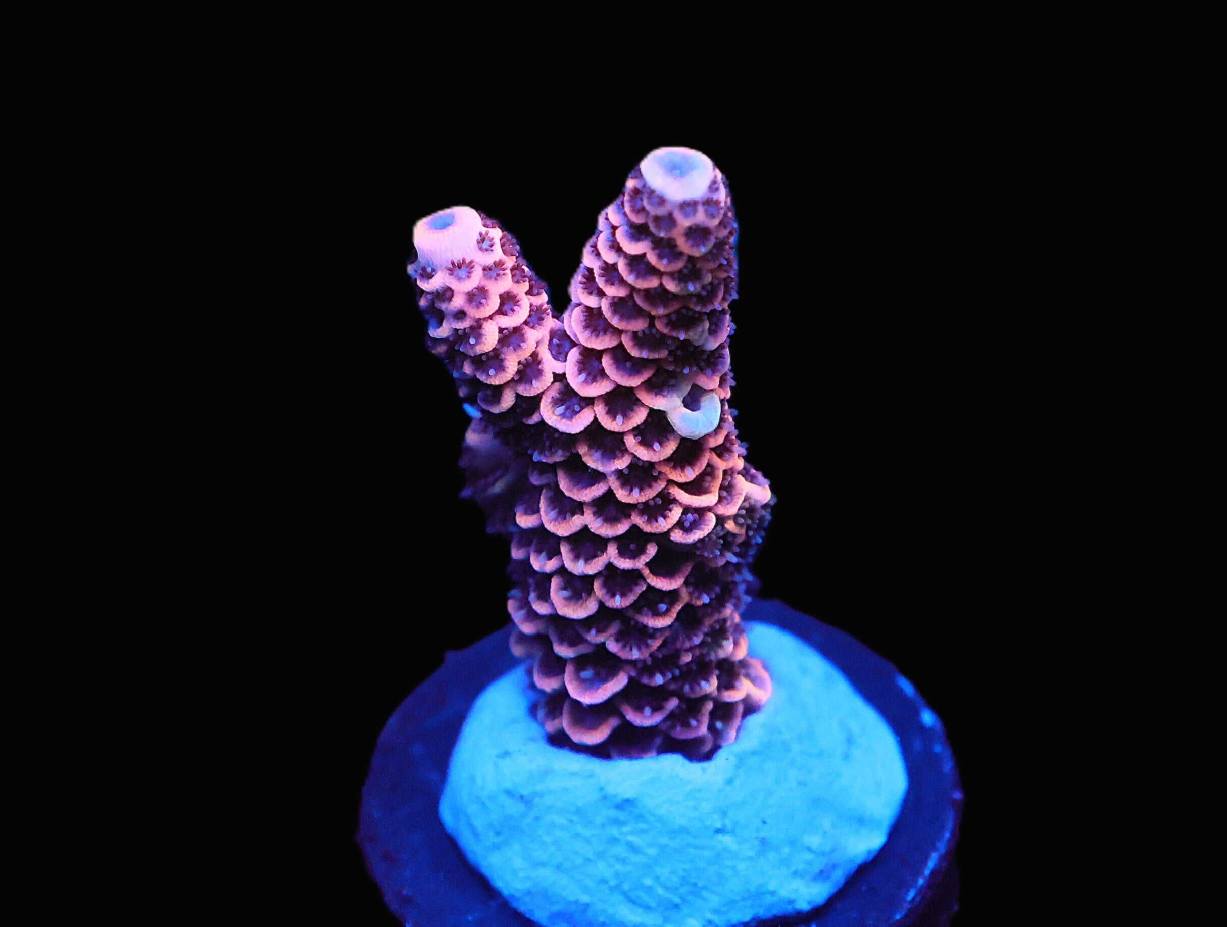 C149 - SDC ACROPORA ASST. PREMIUM